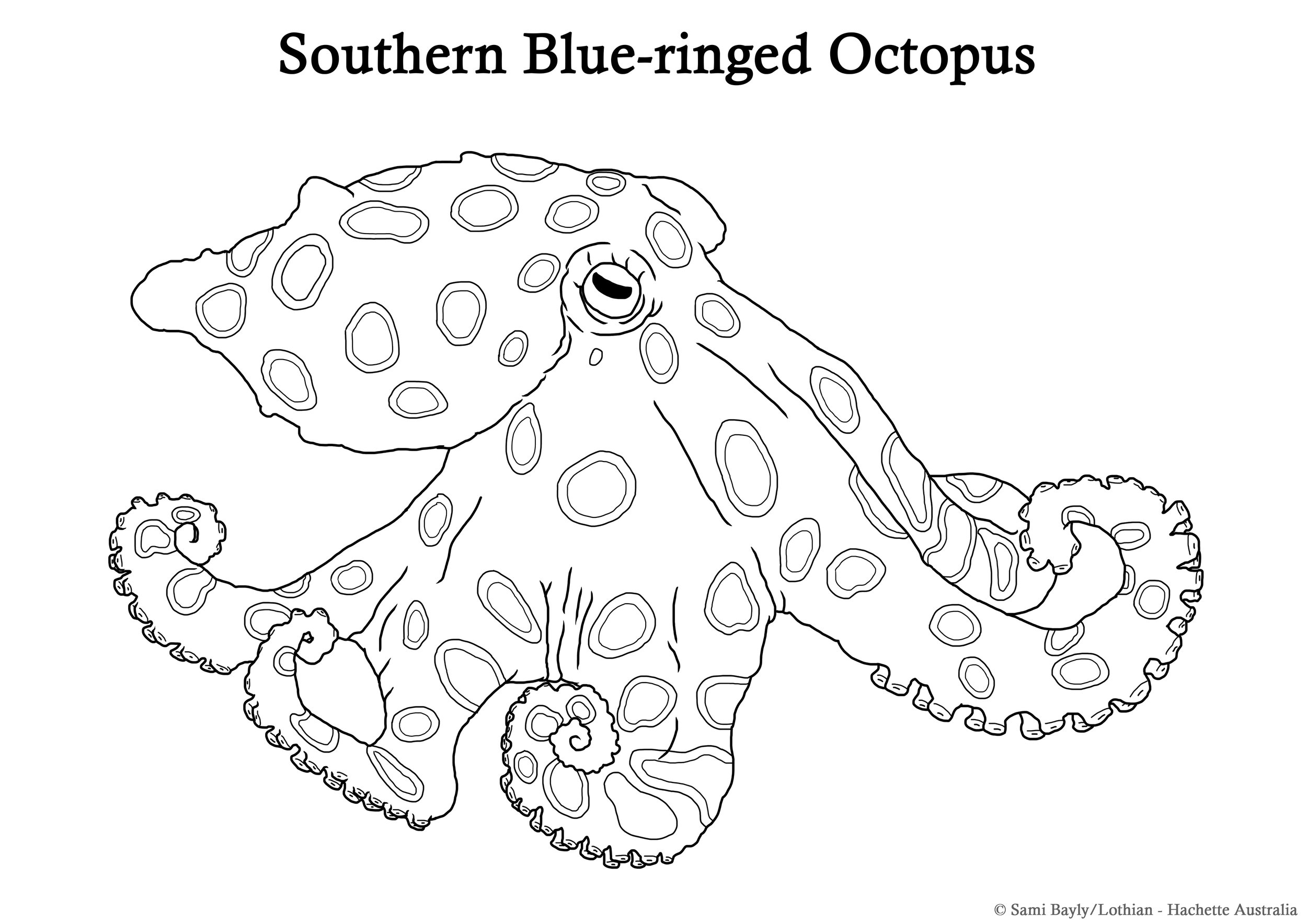 Southern Blue-ringed Octopus Lin Drawing.jpg