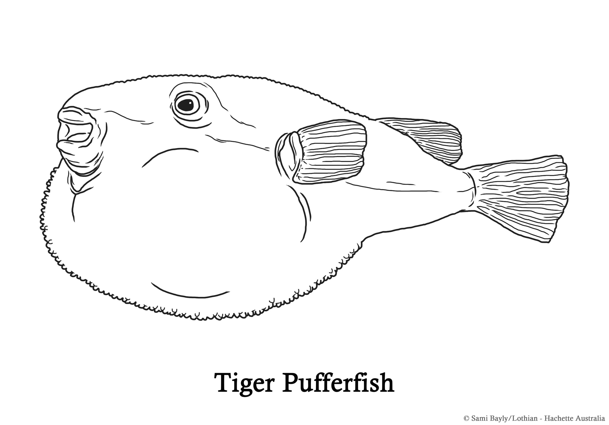 Tiger Pufferfish Line Drawing.jpg