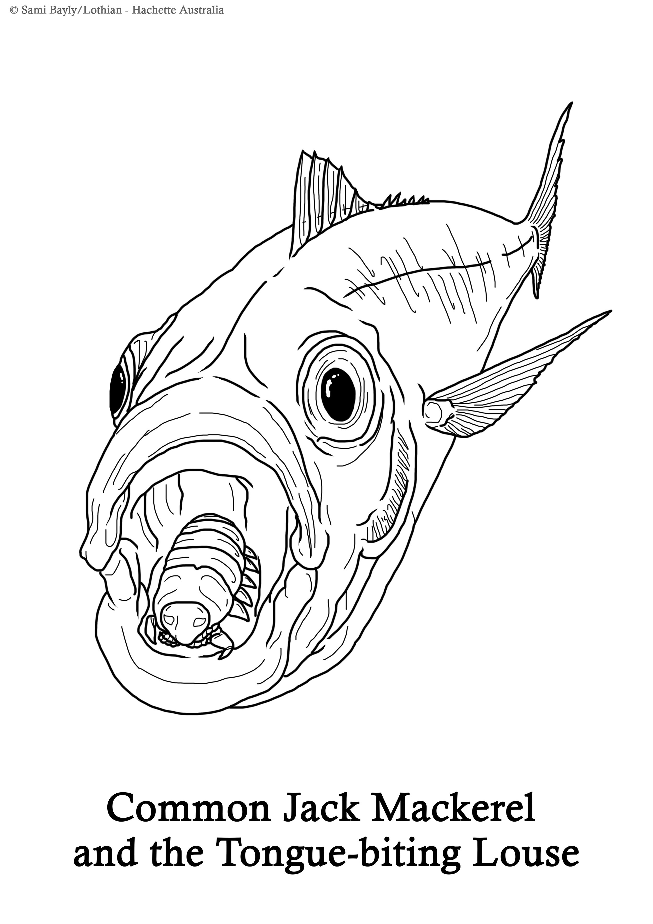 Common Jack Mackerel and the Tongue-biting Louse Line Drawing.jpg