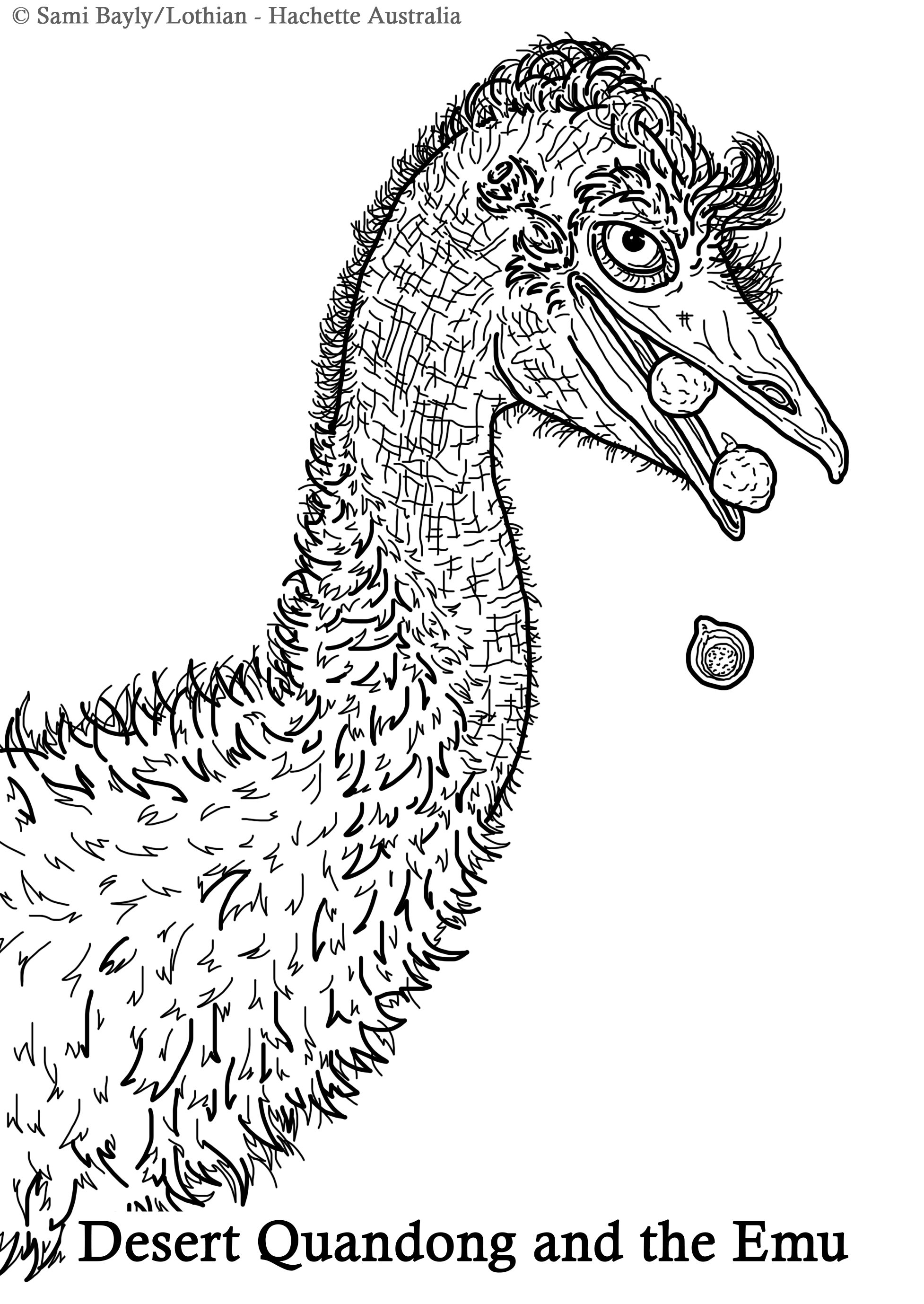 Desert Quandong and the Emu Line Drawing.jpg