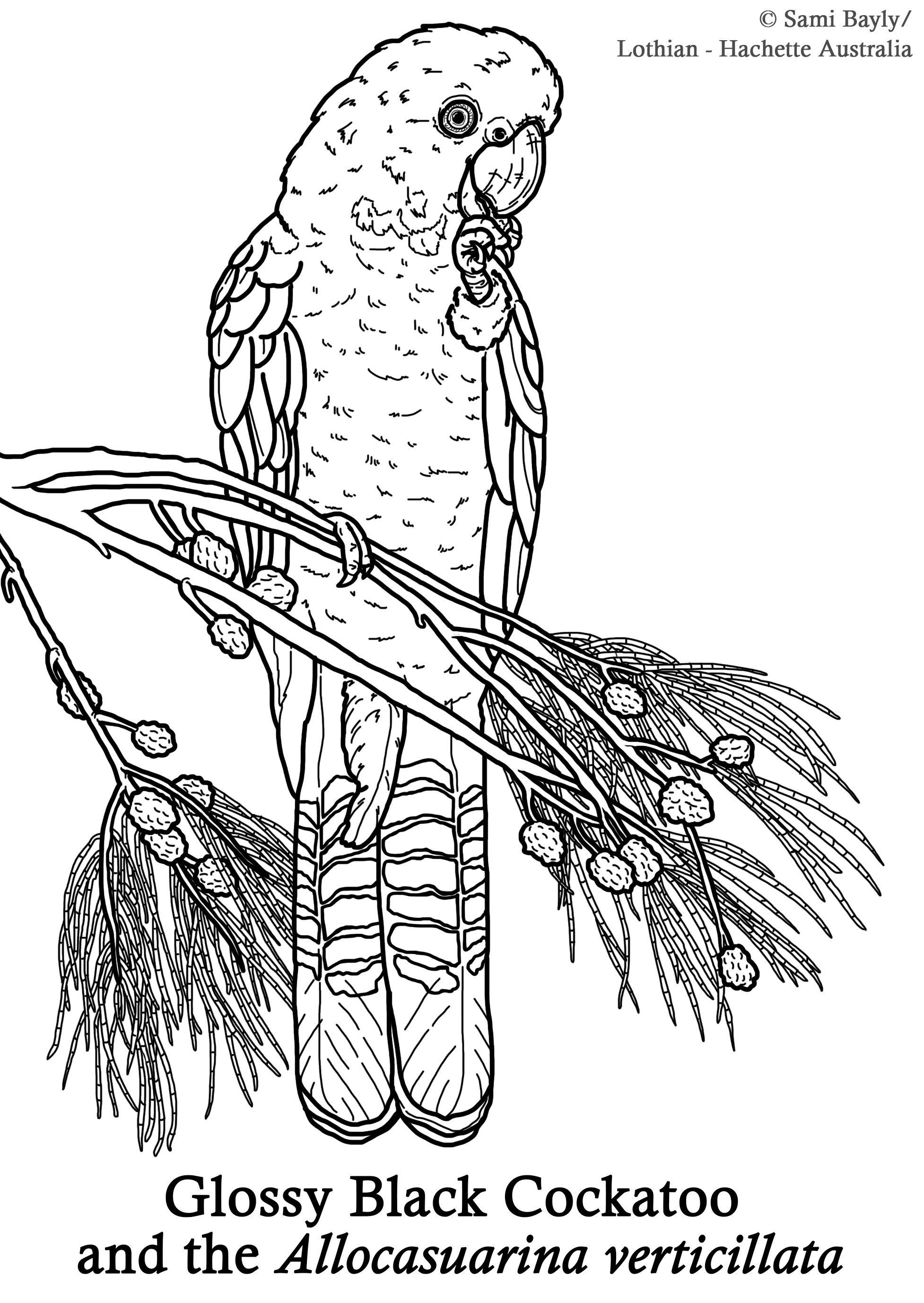 Glossy Black Cockatoo and the Allocasuarina verticillata Line Drawing.jpg