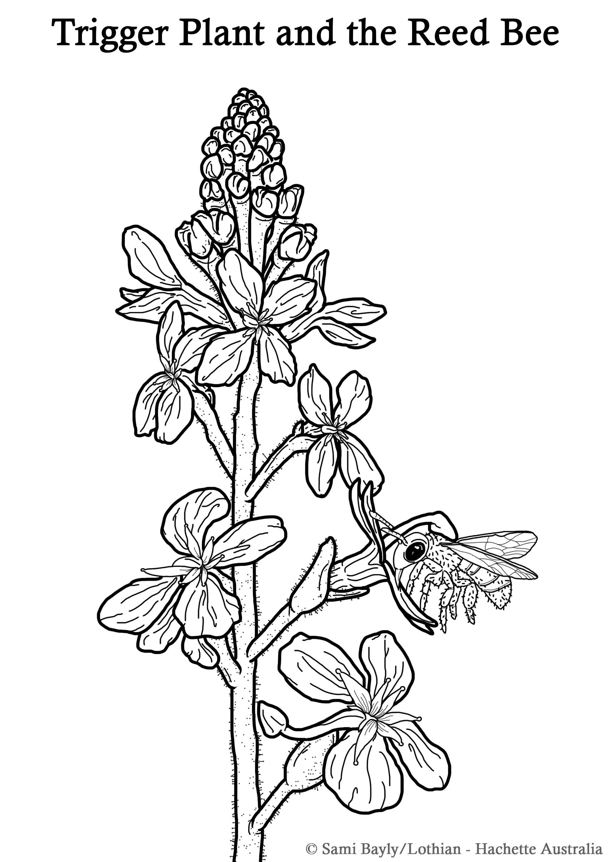 Trigger Plant and the Reed Bee Line Drawing.jpg