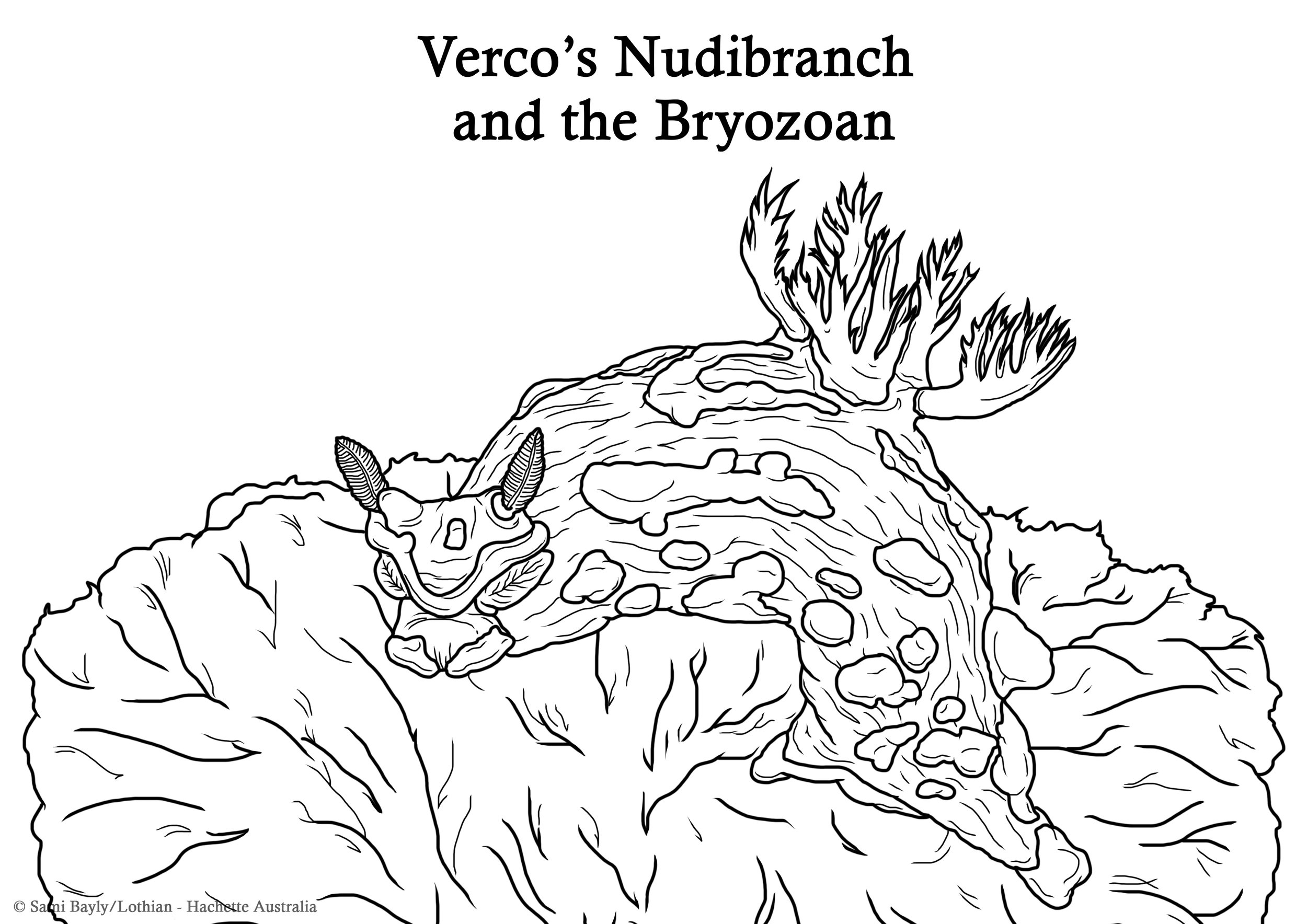 Verco’s Nudibranch and the Bryozoan Line Drawing.jpg