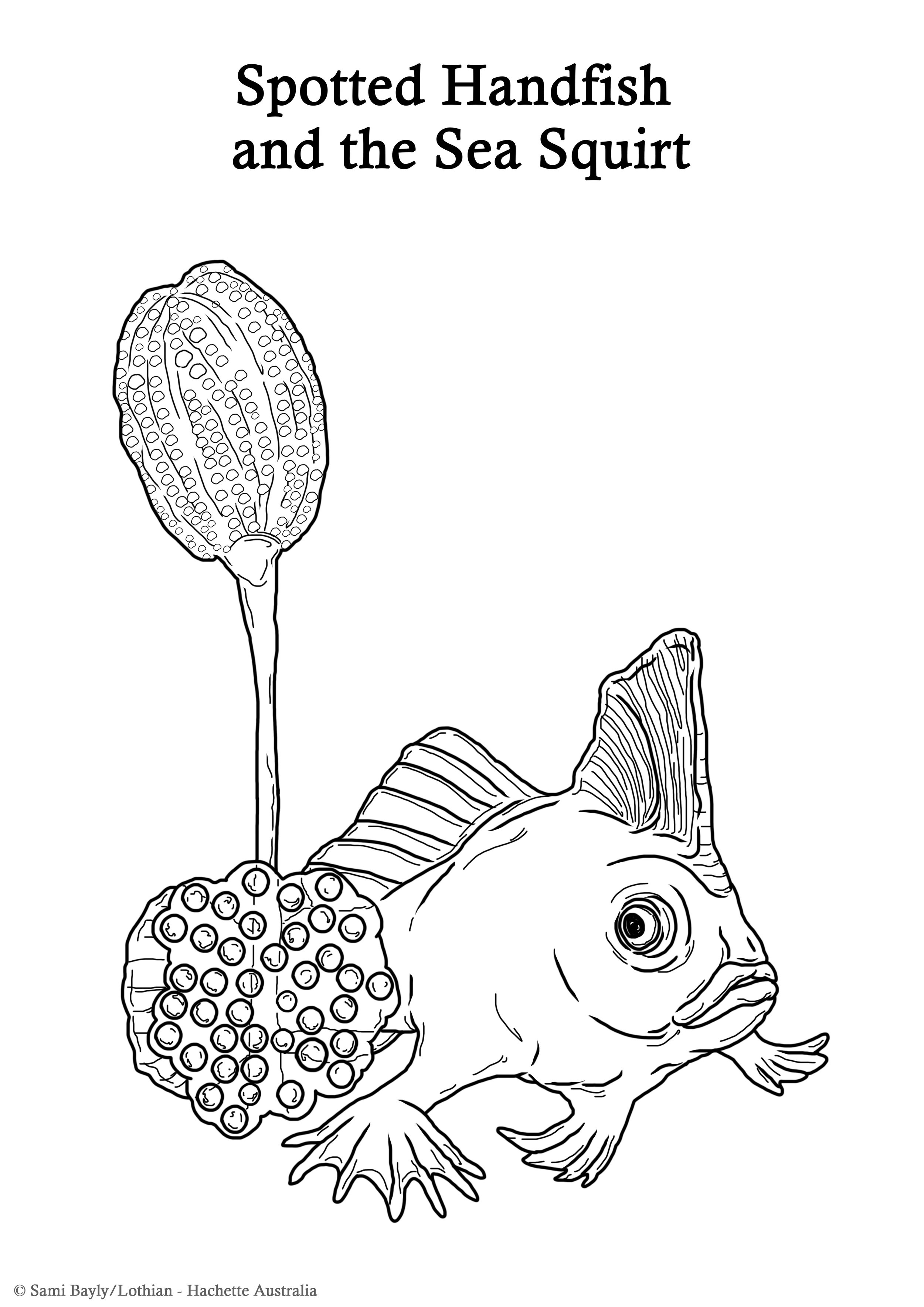 Spotted Handfish and the Sea Squirt Line Drawing.jpg