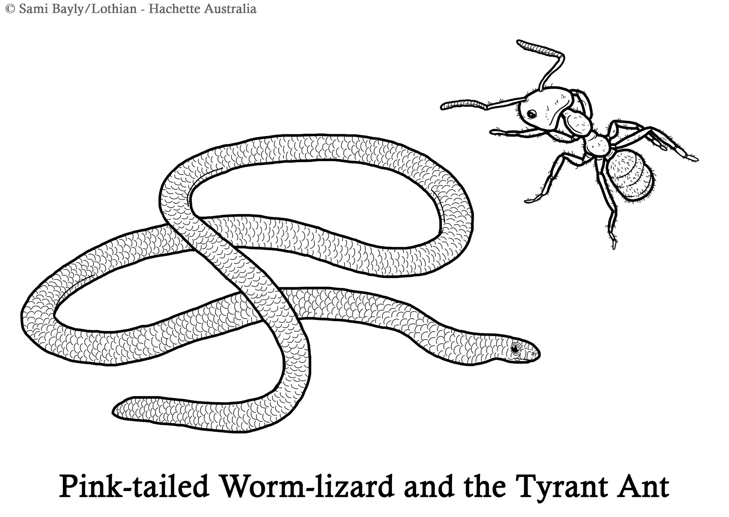 Pink-tailed Worm-lizard and the Tyrant Ant Line Drawing.jpg