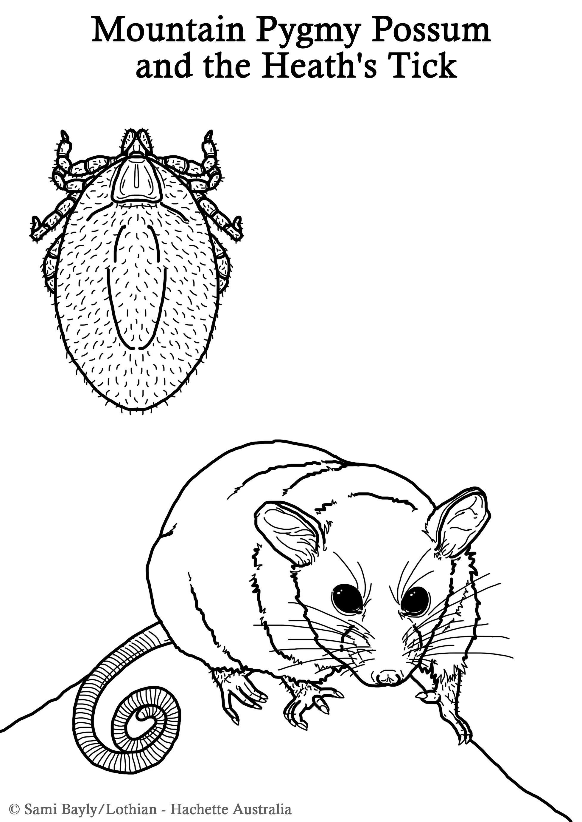 Mountain Pygmy Possum and the Heath's Tick Line Drawing.jpg