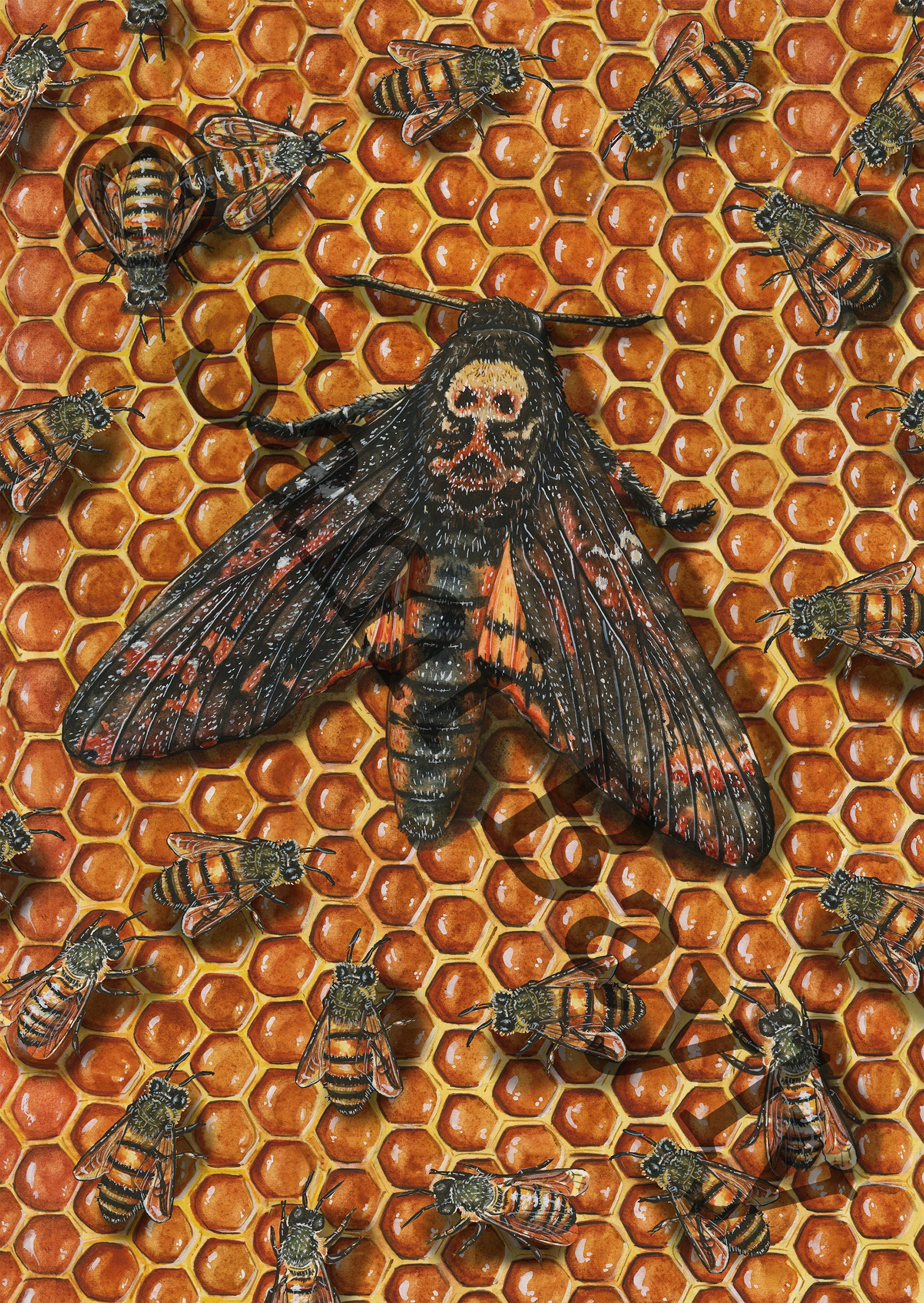 African Death’s-head Hawkmoth and the Western Honey Bee Small.jpg