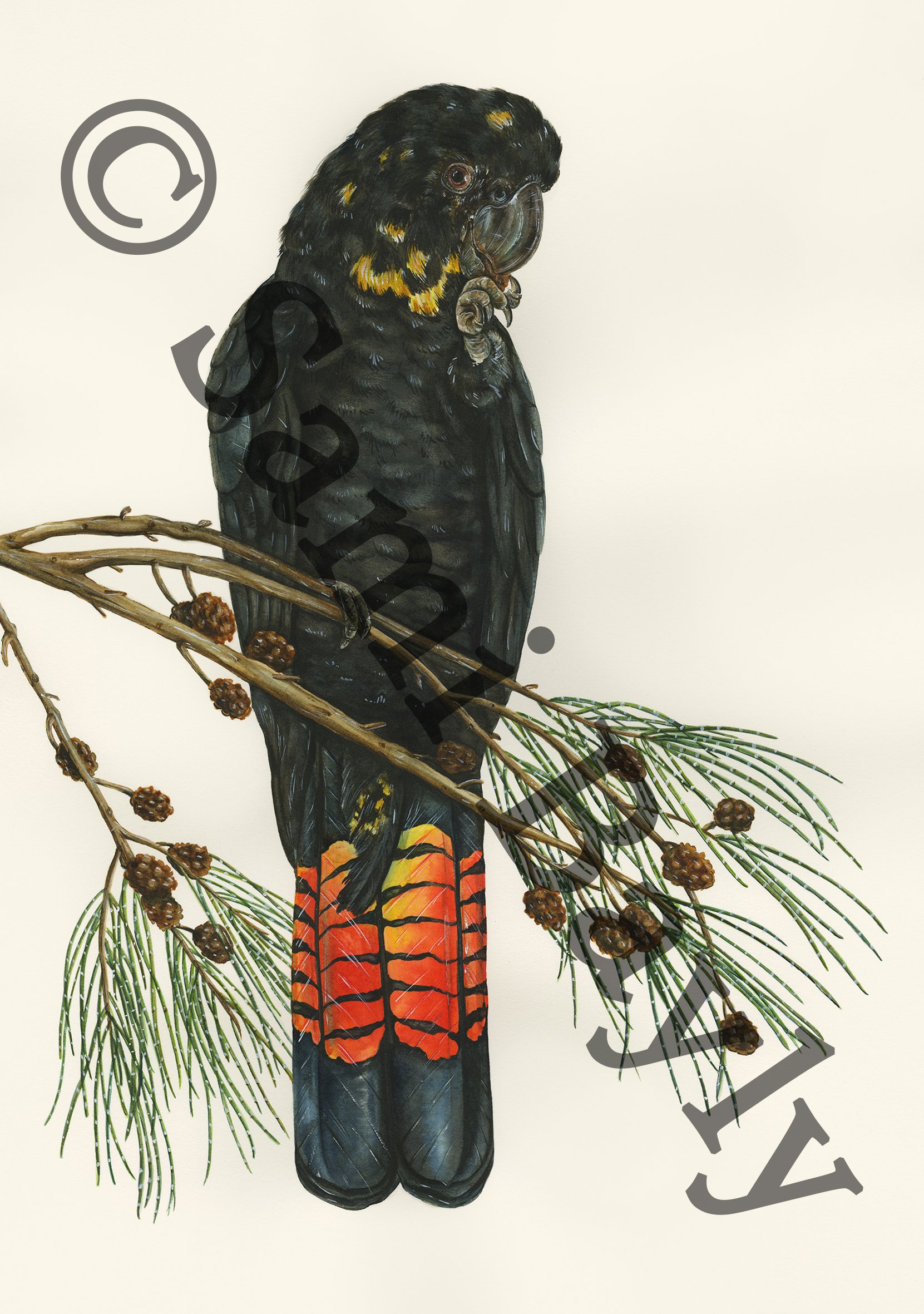 Glossy Black Cockatoo and the Allocasuarina verticillata Small.jpg