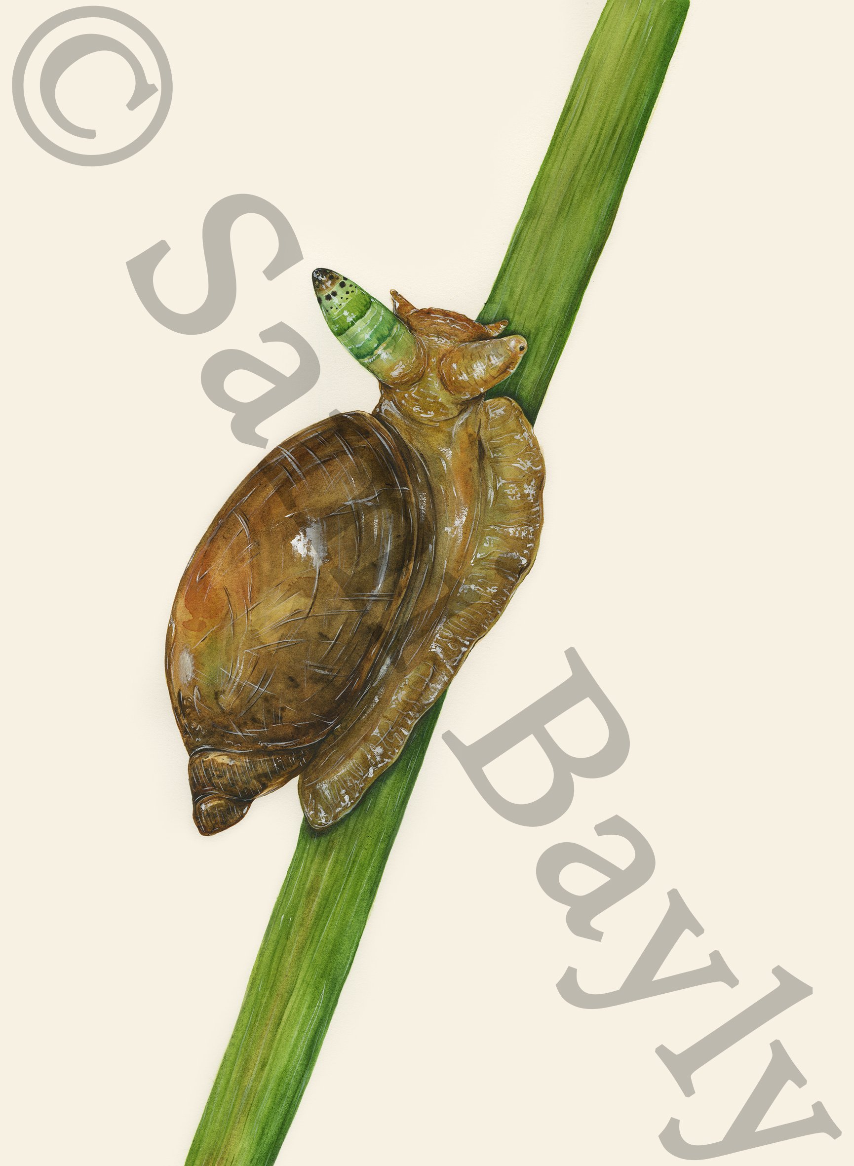 Green-banded Broodsac and the Amber Snail Small.jpg