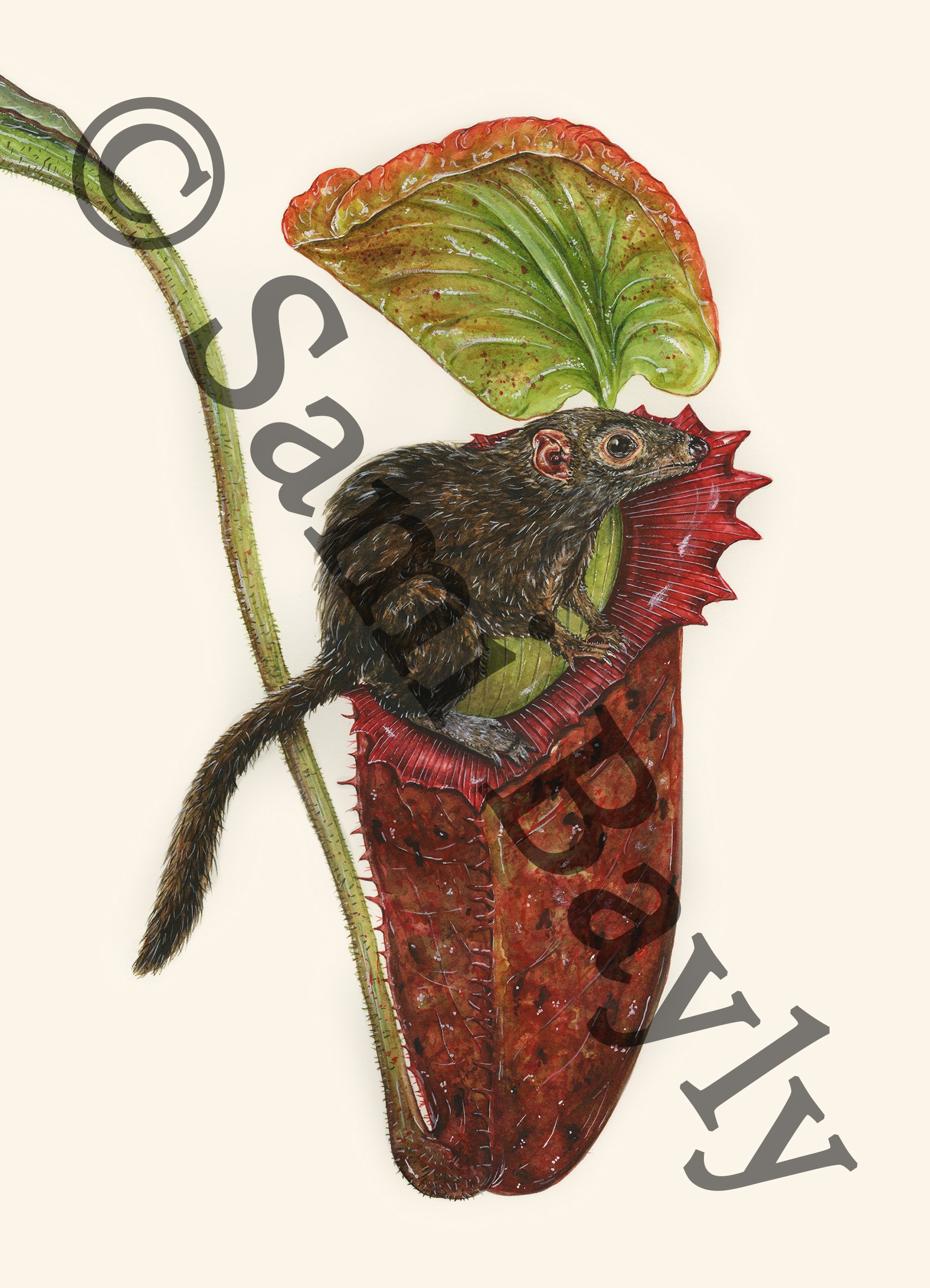 Mountain Treeshrew and the Pitcher Plant Small.jpg