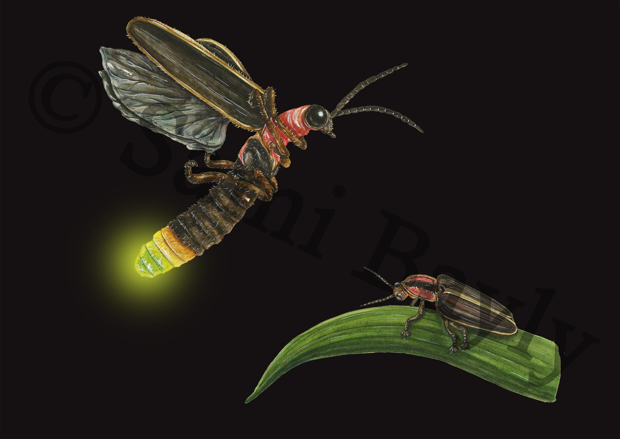 Femme Fatale Firefly and the Common Eastern Firefly Small 2.jpg