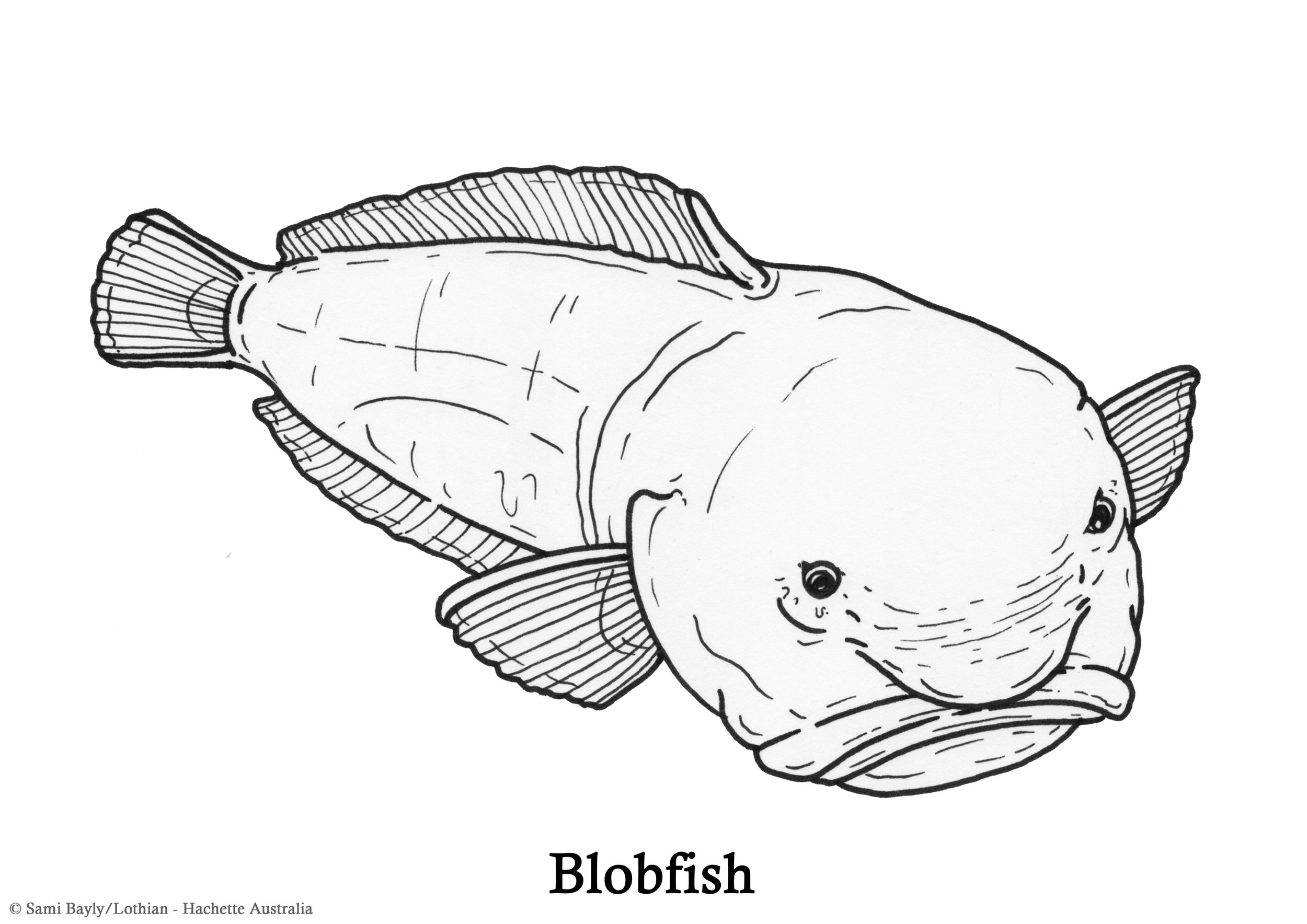 Blobfish Line Drawing.jpg