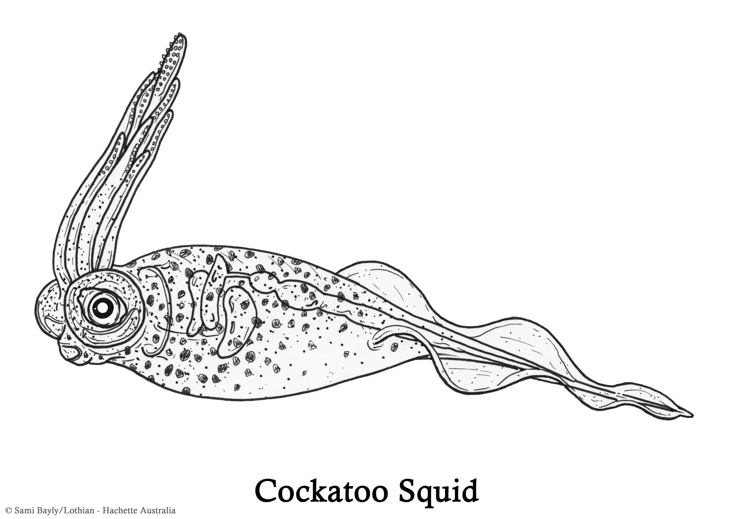 Cockatoo Squid Line Drawing.jpg