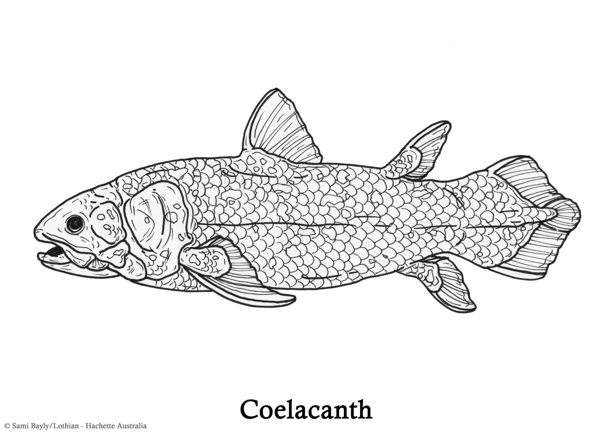 Coelacanth Line Drawing.jpg