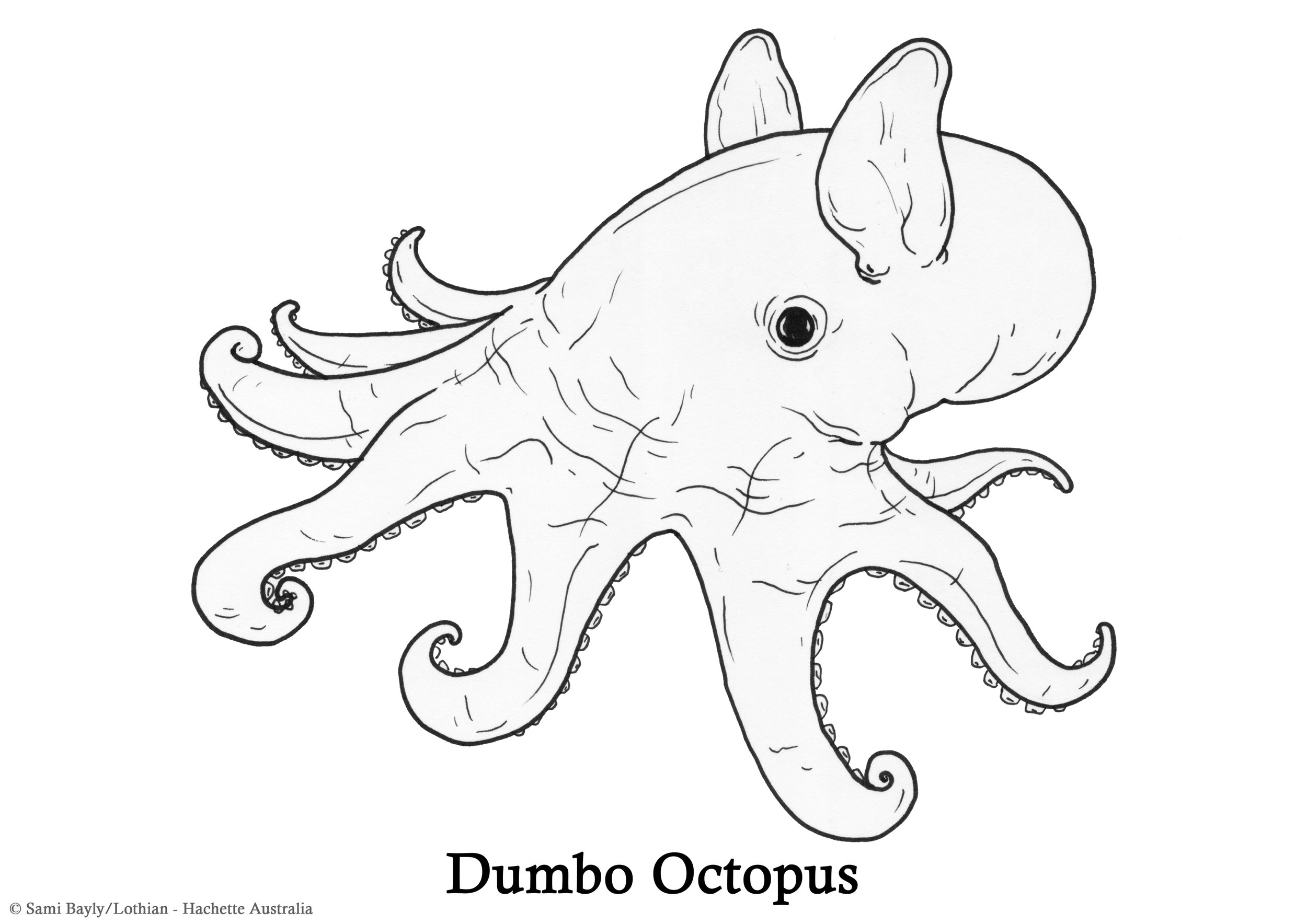 Dumbo Octopus Line Drawing.jpg