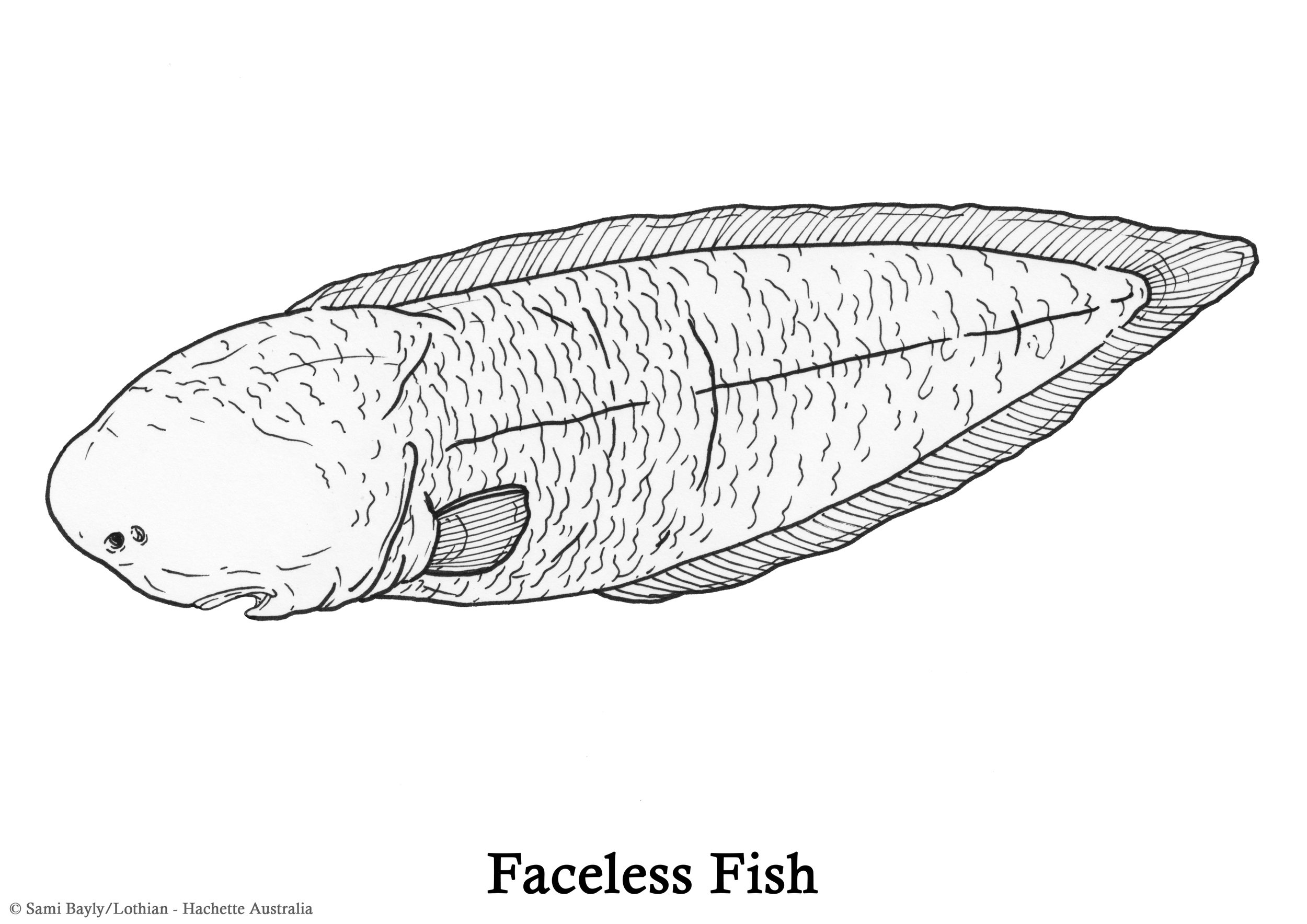 Faceless Fish Line Drawing.jpg