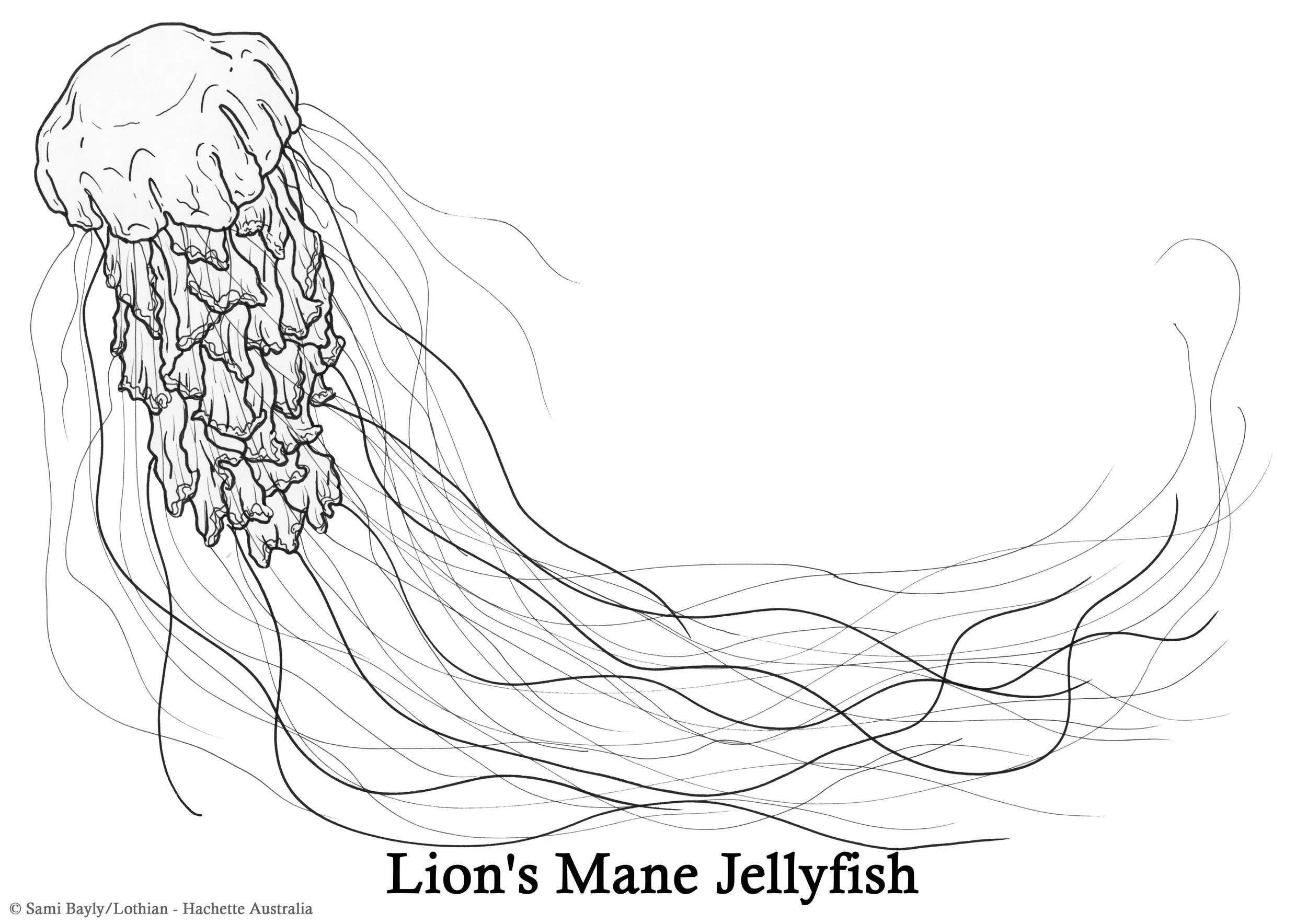 Realistic Jellyfish Coloring Pages