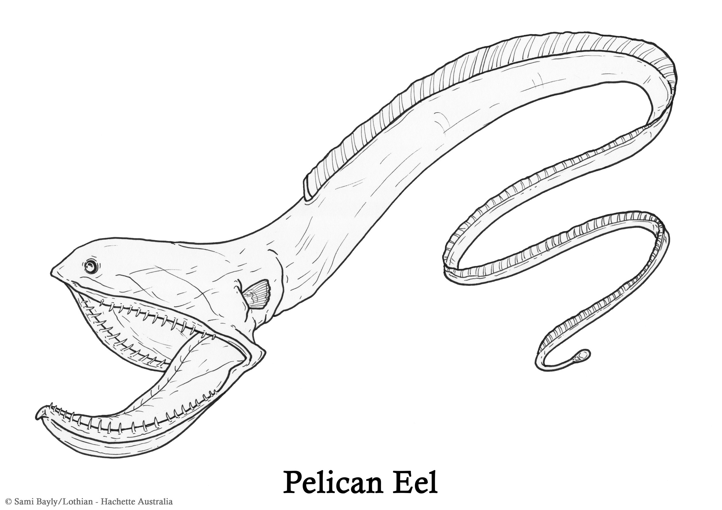 Pelican Eel Line Drawing.jpg