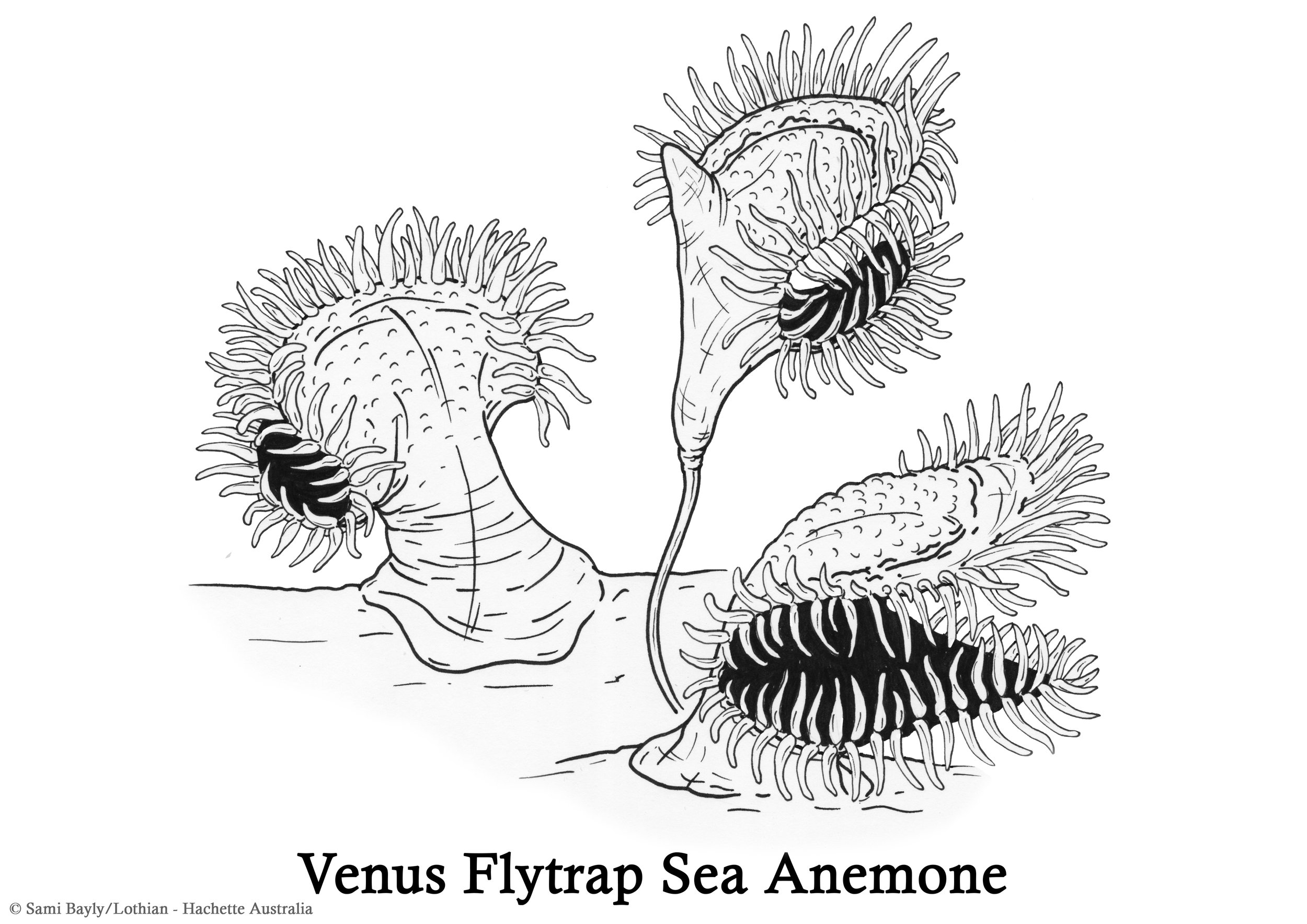 Venus Flytrap Sea Anemone Line Drawing.jpg