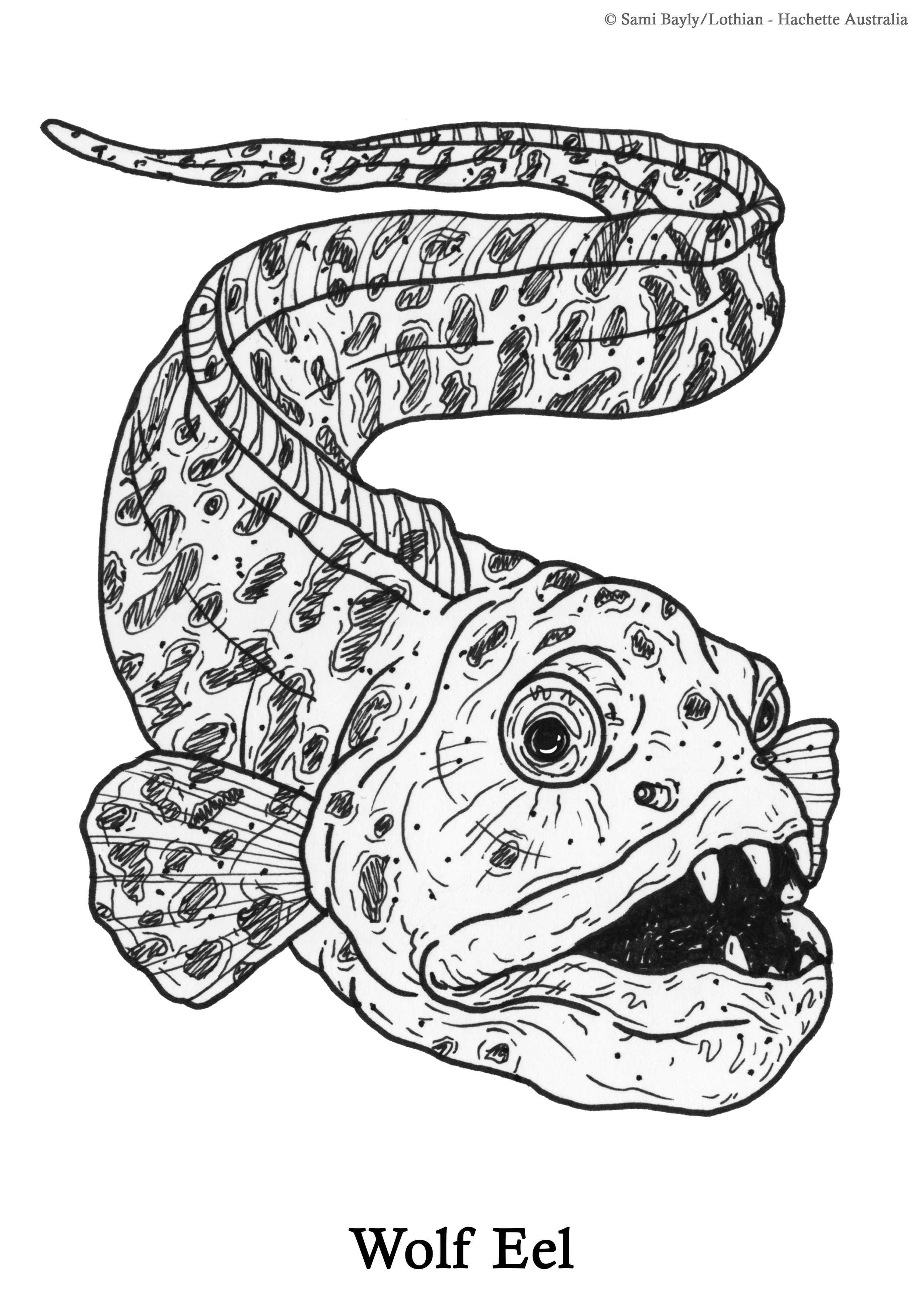 Wolf Eel Line Drawing.jpg