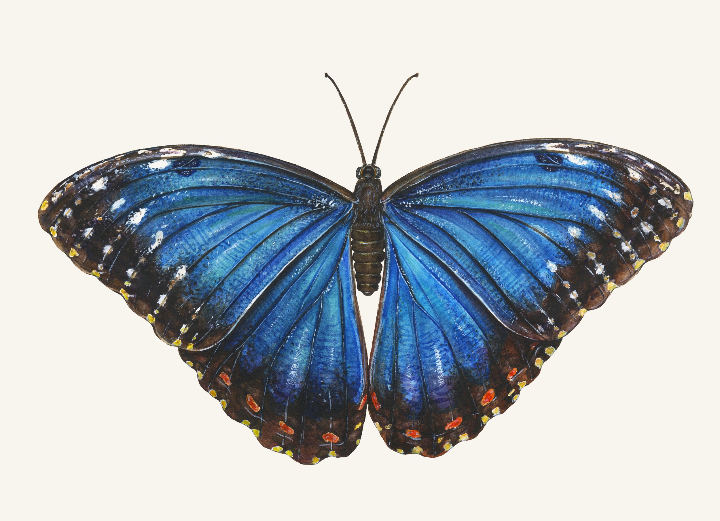 Blue Morpho Butterfly Small.jpg