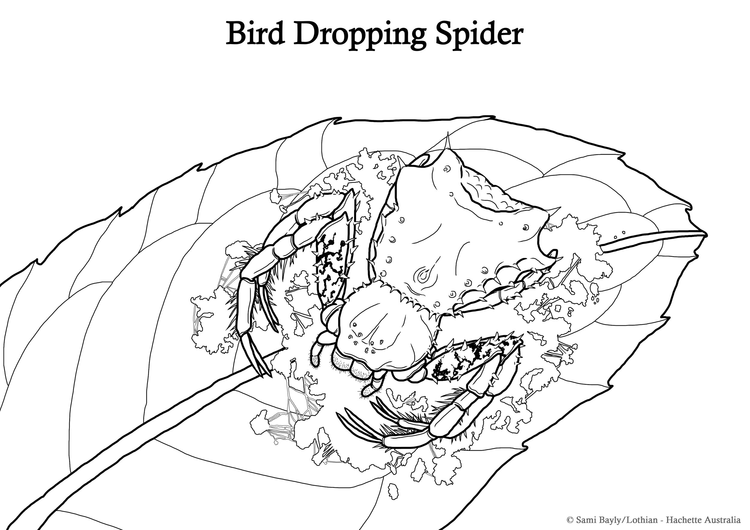 Bird Dropping Spider Line Drawing.jpg