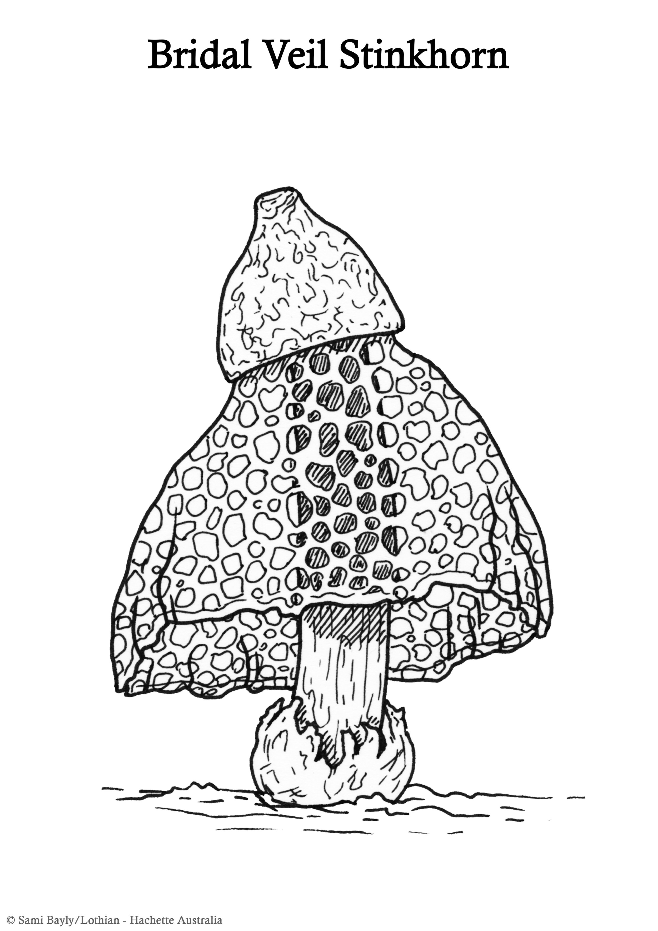 Bridal Veil Stinkhorn Line Drawing.jpg