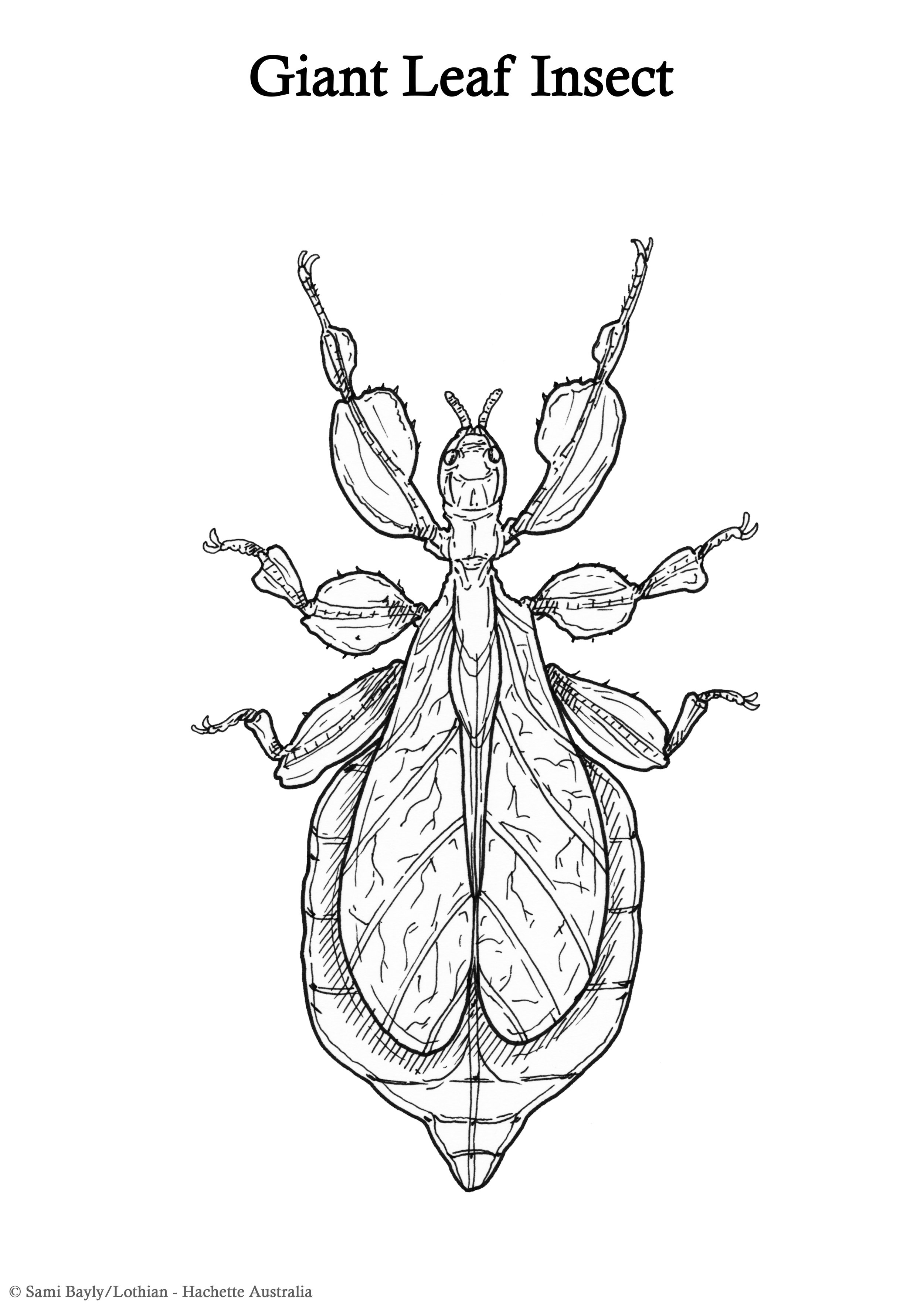 Giant Leaf Insect Line Drawing.jpg