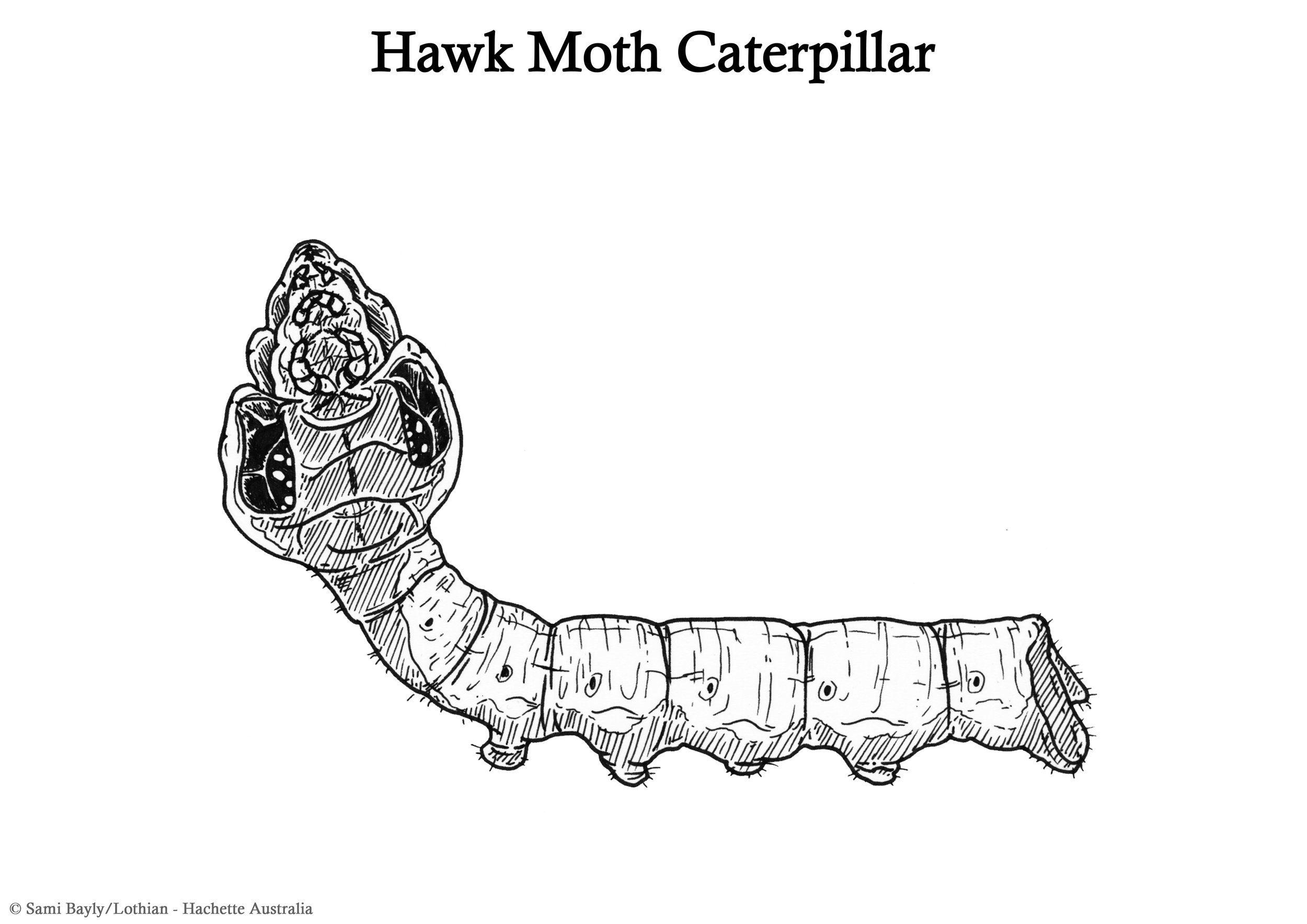 Hawk Moth Caterpillar Line Drawing.jpg
