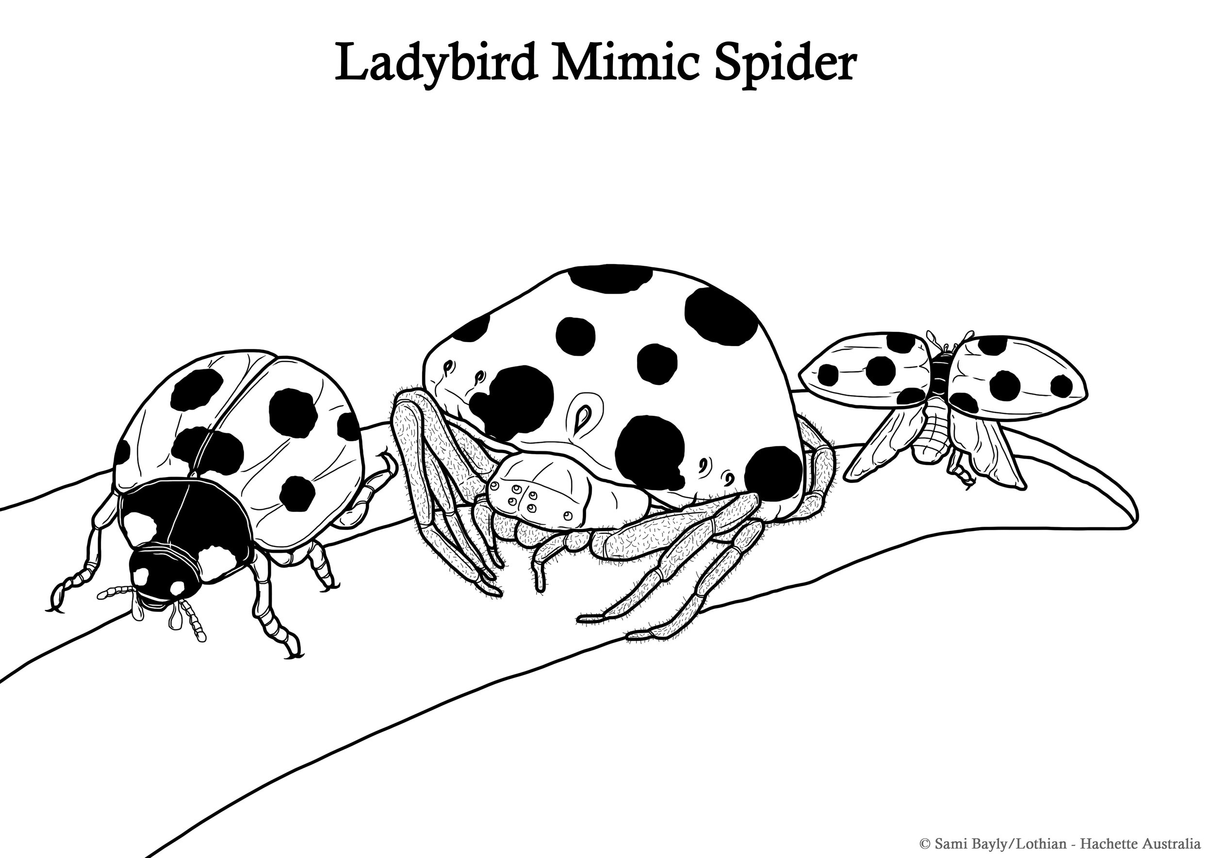 Ladybird Mimic Spider Line Drawing.jpg