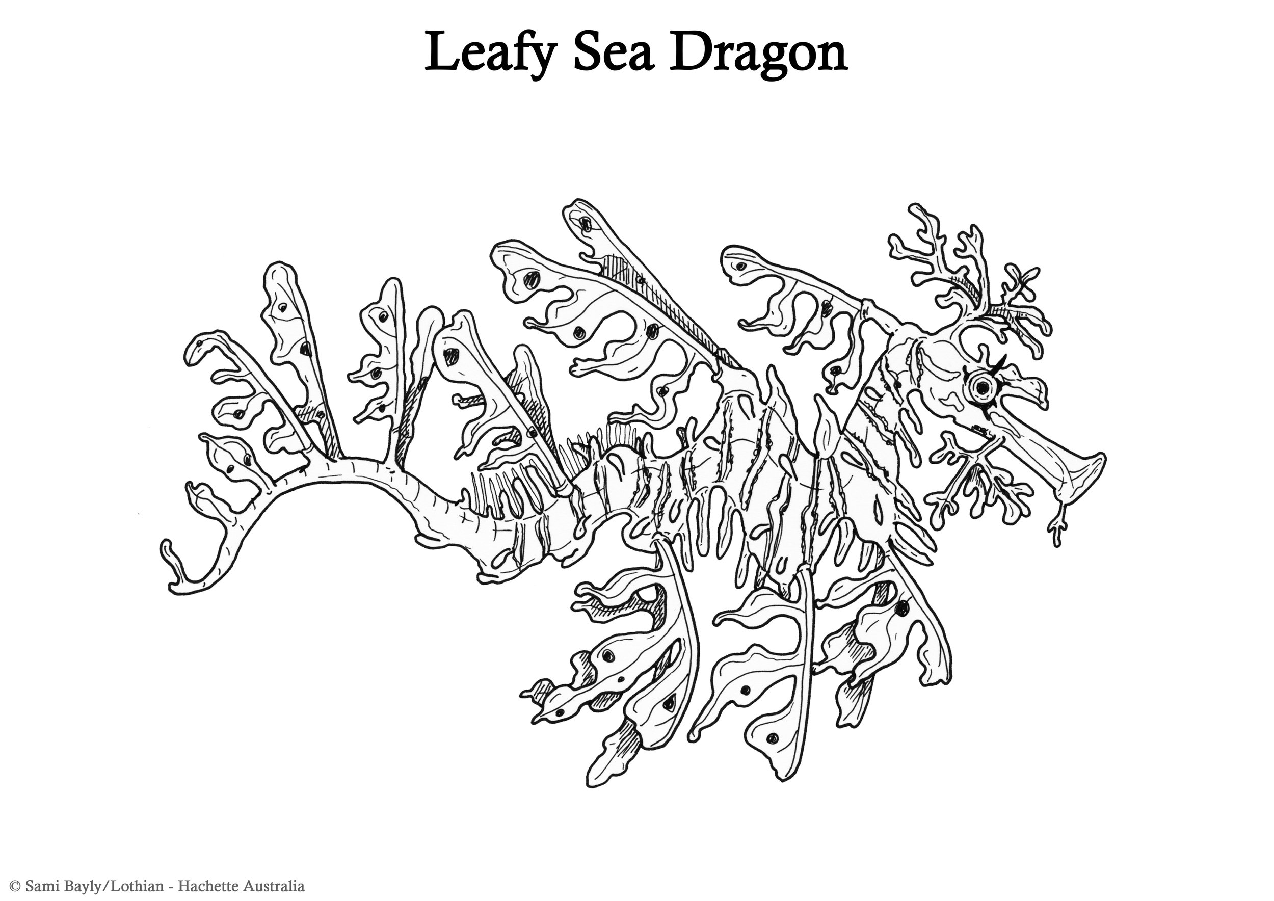 Leafy Sea Dragon Line Drawing.jpg
