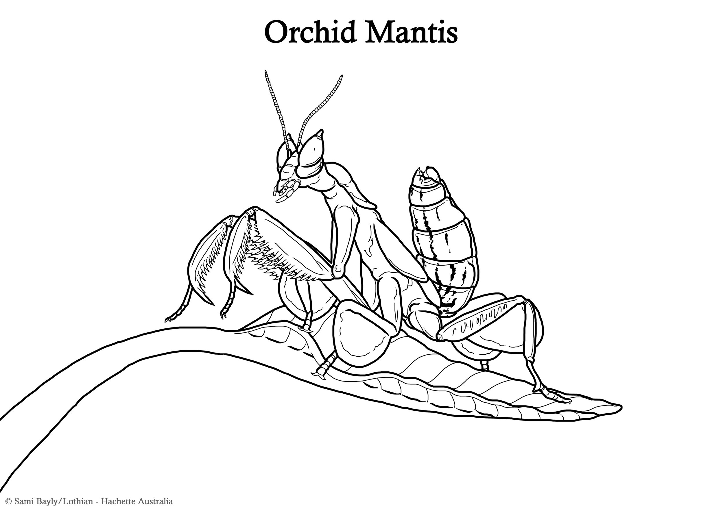 Orchid Mantis Line Drawing.jpg