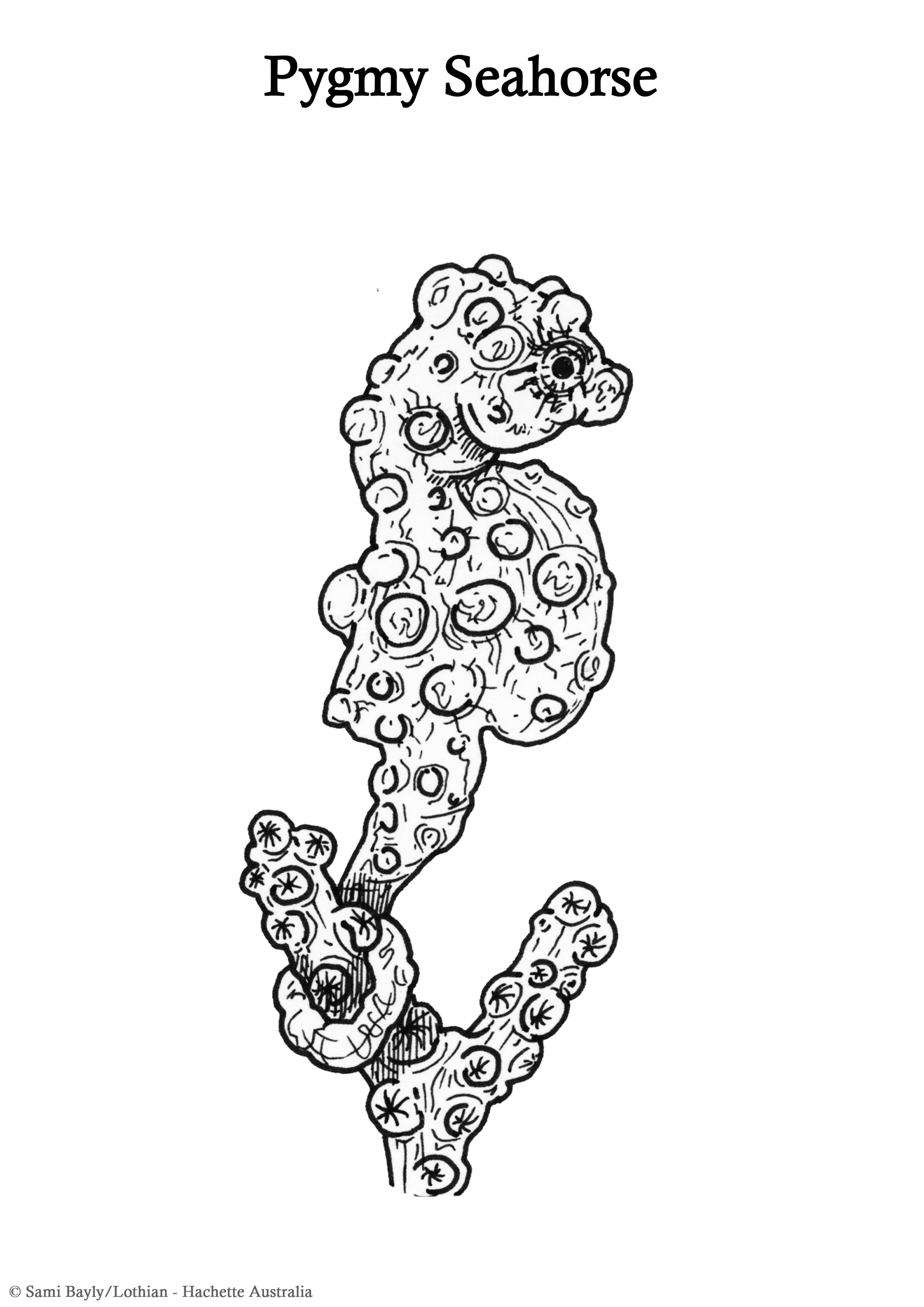 Pygmy Seahorse Line Drawing.jpg