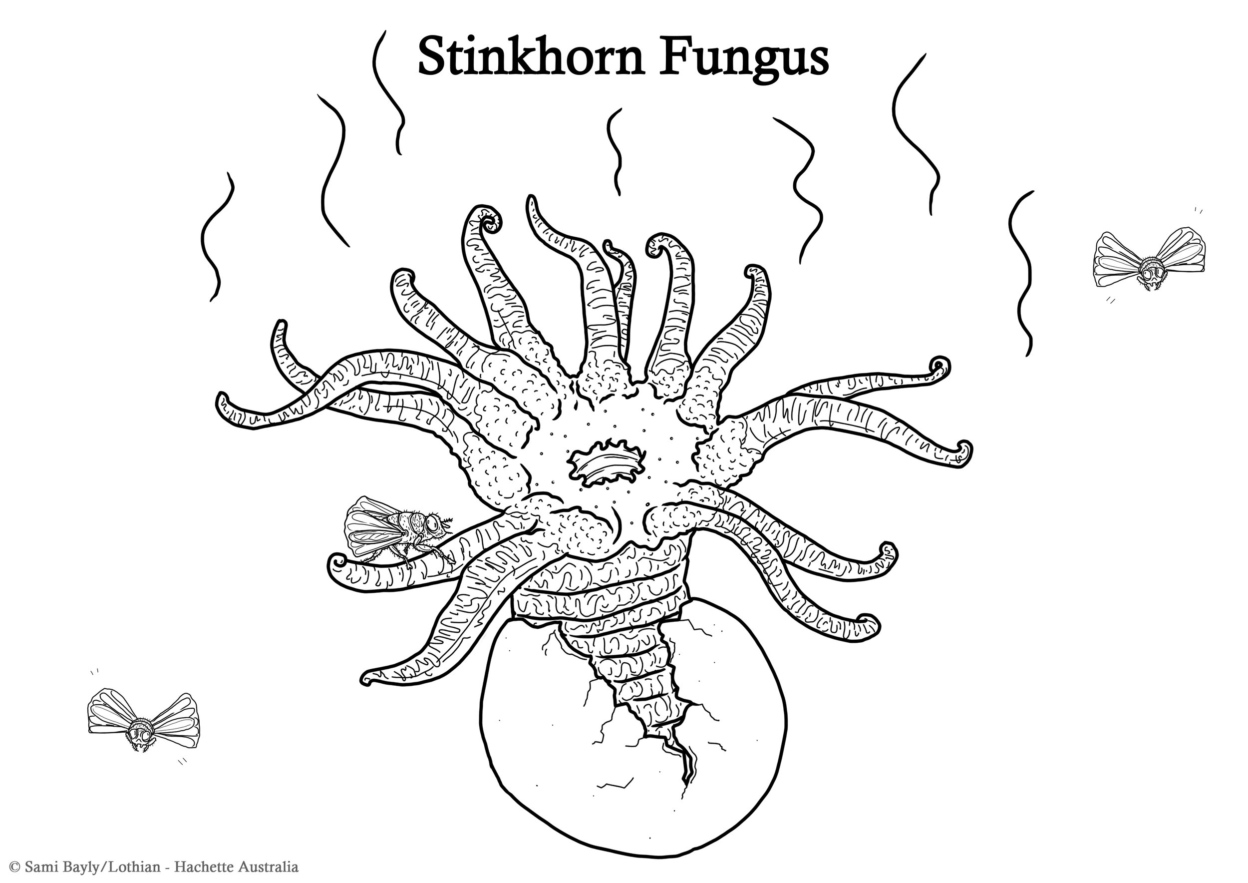 Stinkhorn Fungus Line Drawing.jpg