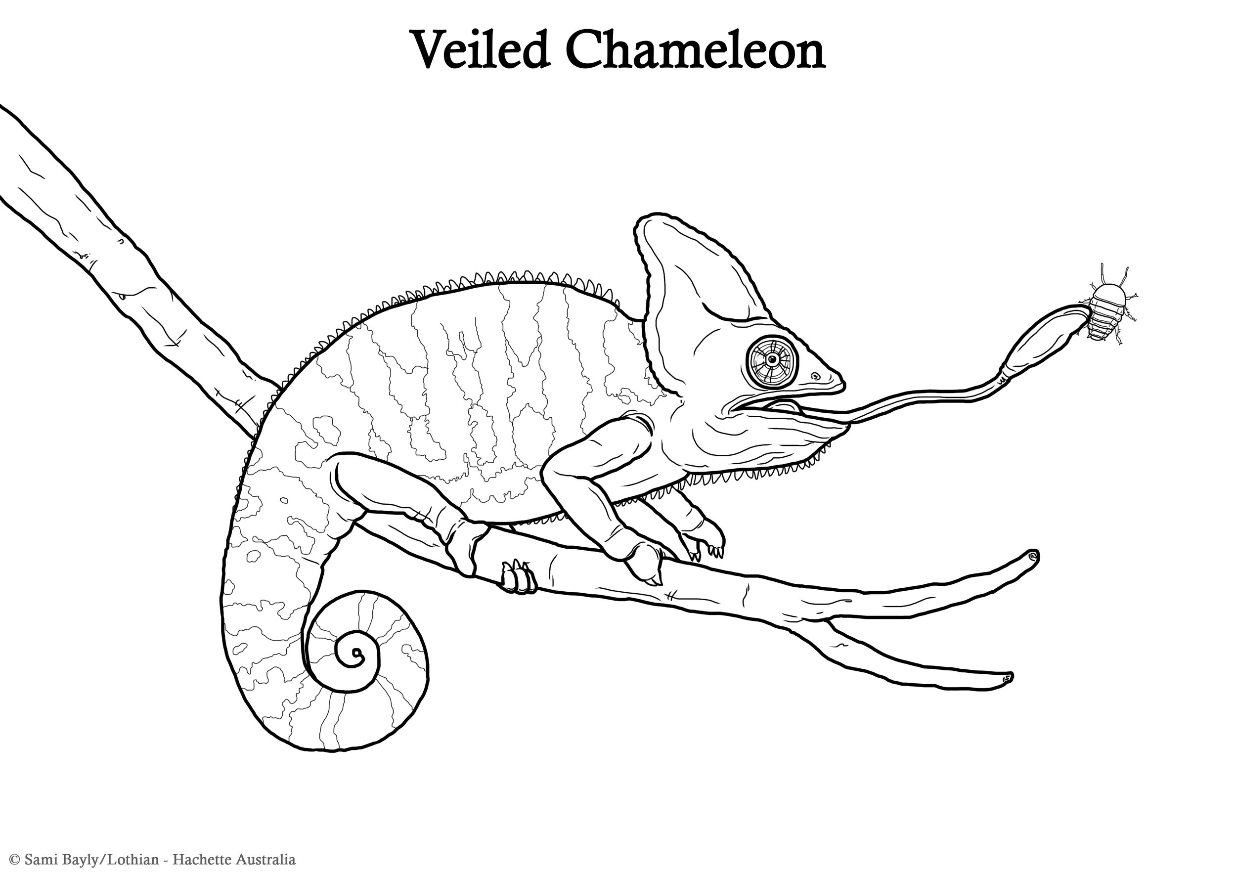 Veiled Chameleon Line Drawing.jpg
