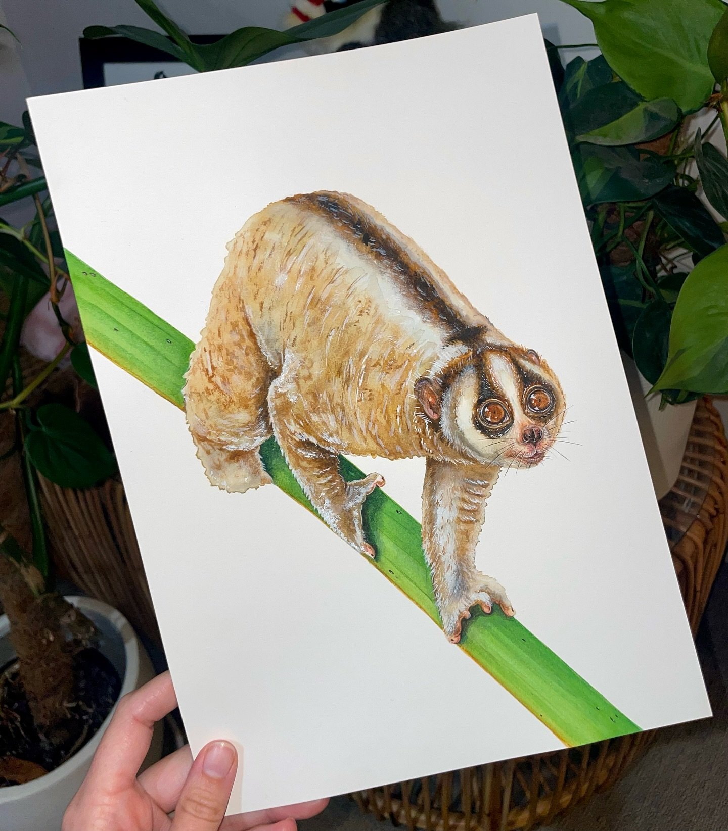 60 paintings later and I&rsquo;ve finished my next book! ✅🤩
I can&rsquo;t wait to share it with everyone soon, but until then you&rsquo;ll just have to trust that it features some incredible and mind blowing species that were a pleasure to paint and