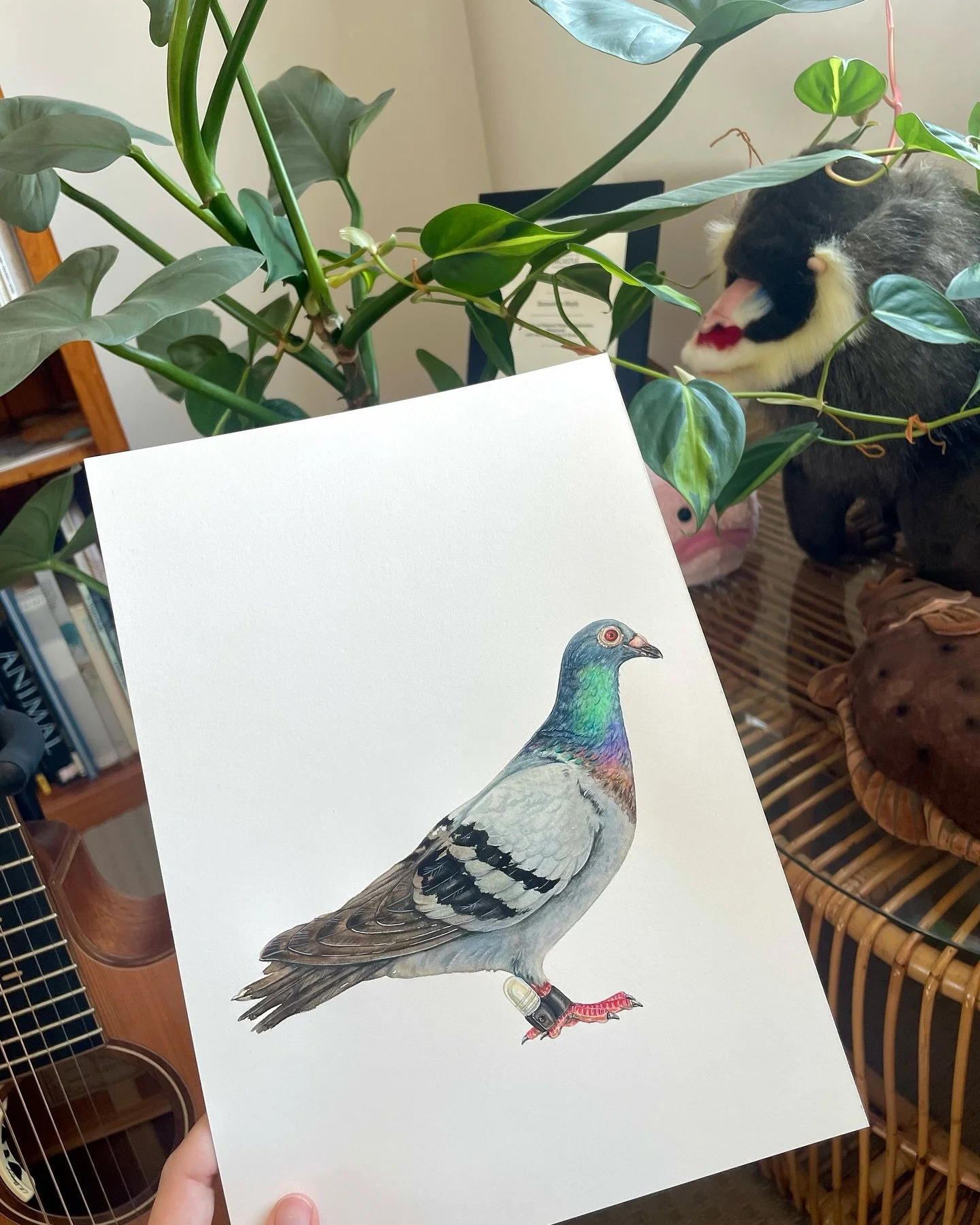 I&rsquo;ve been sharing a lot of Book Week related content lately, so I thought it was about time I post some of my watercolour art! 
Enjoy this cute carrier pigeon from my next book, The Illustrated Encyclopaedia of Fast and Slow Animals ☺️ This one