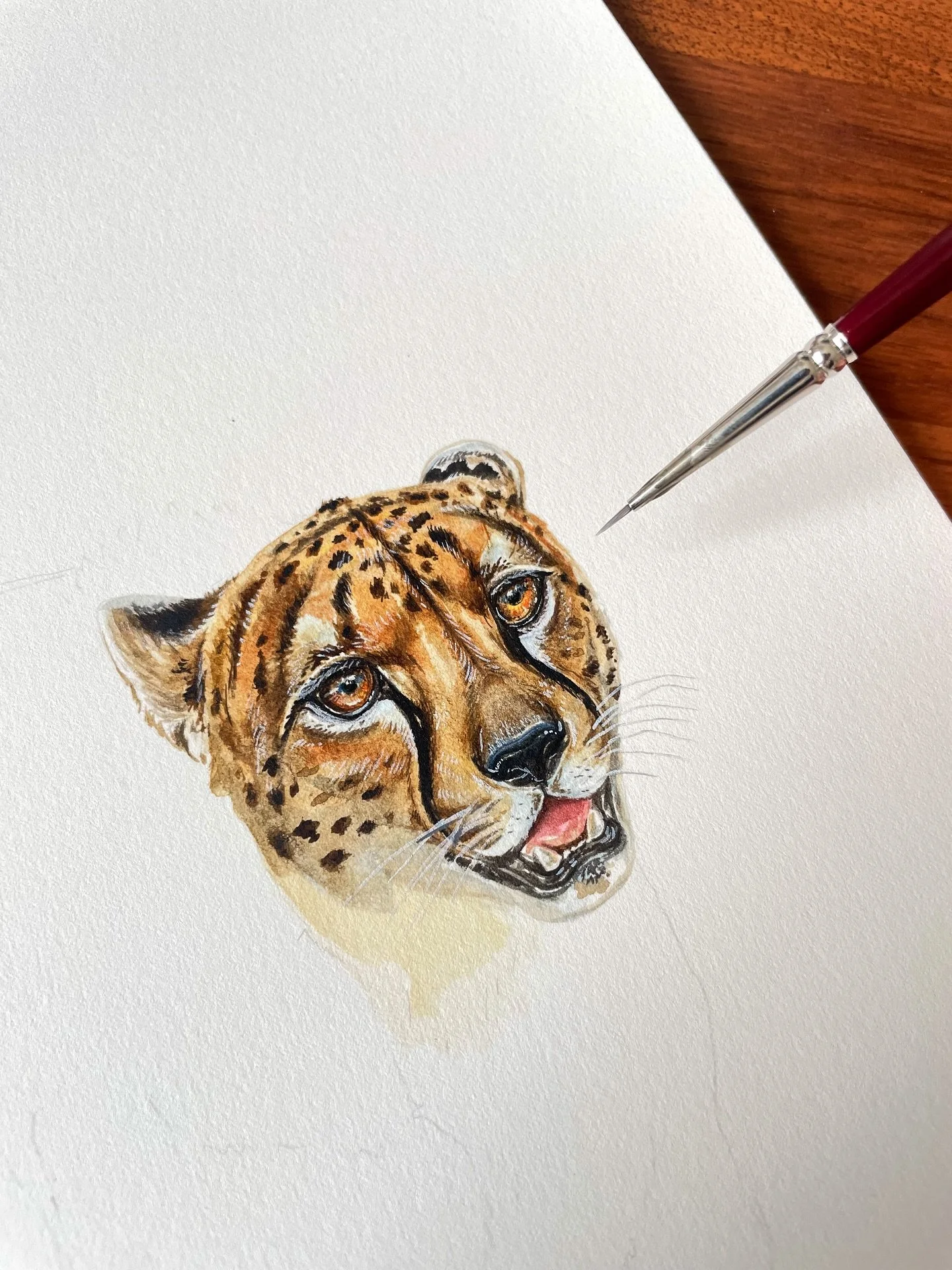 It&rsquo;s been a while since I&rsquo;ve posted some shots of my actual art! So enjoy the next little while where I&rsquo;ll be sharing my work in progress shots of the animals from my recent book, The Illustrated Encyclopaedia of Fast and Slow Anima