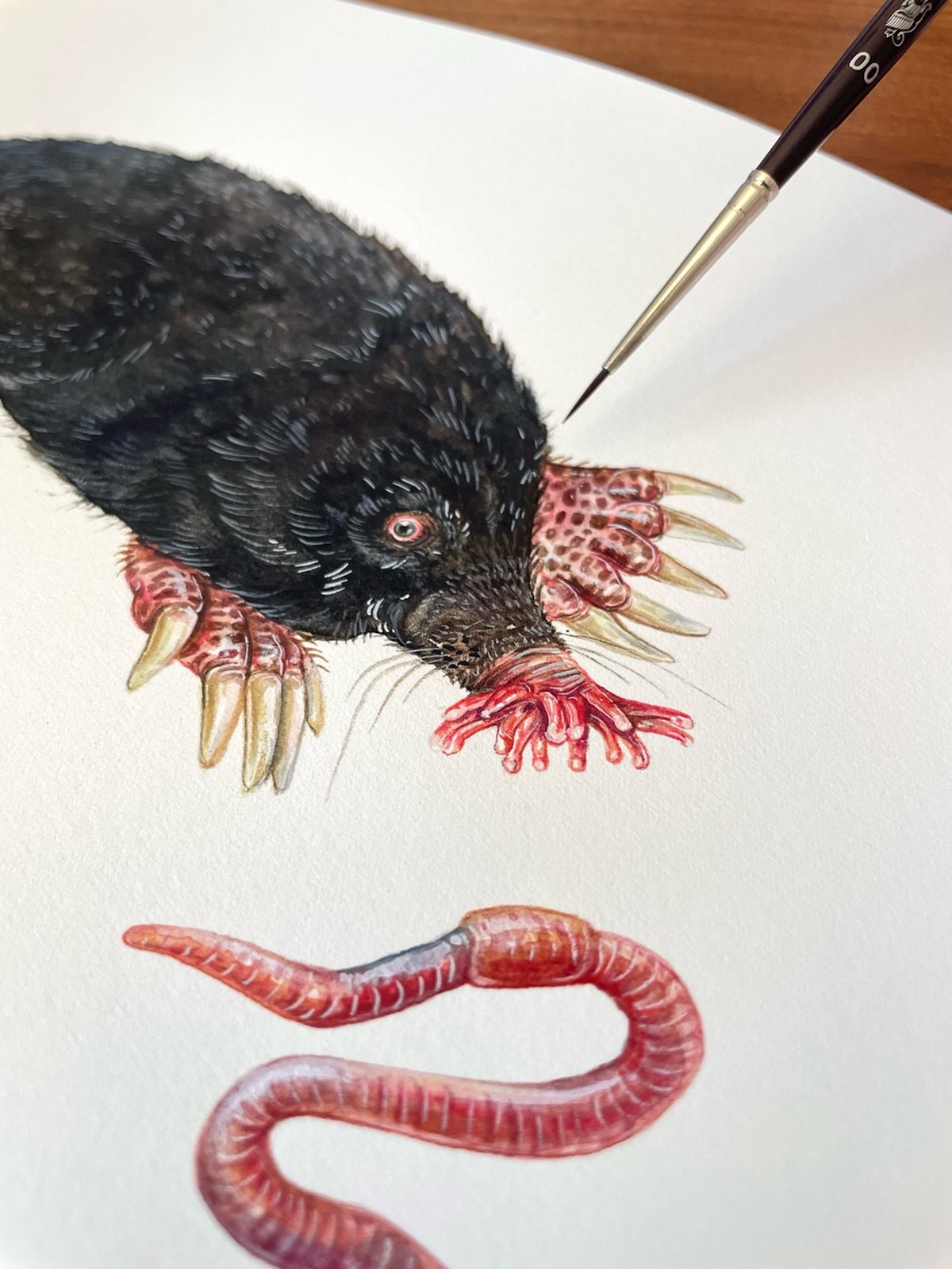 Did you know that the star-nosed mole is the quickest eating animal in the world? They devour their prey (such as worms) in just a quarter of a second! 
The powerful noses on the end of their snouts are so strong, they help to identify their prey and