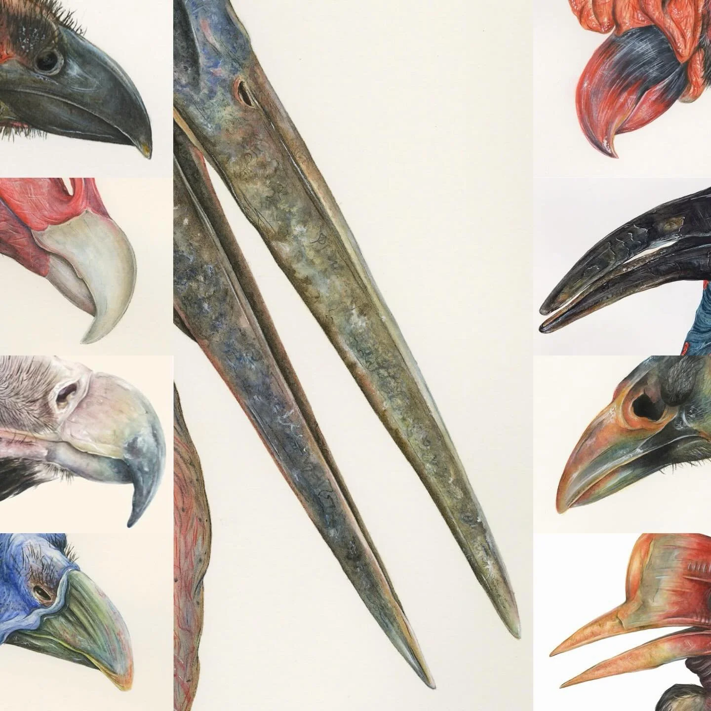 Beak-cause I love you ❤️ 🐦 

I was too late in making Valentine&rsquo;s Day posts this year because of my birthday hahah, so enjoy this collage of beautiful bird beaks as a belated Valentine&rsquo;s Day pun 💖

#valentinesday #love #birds #birdart #