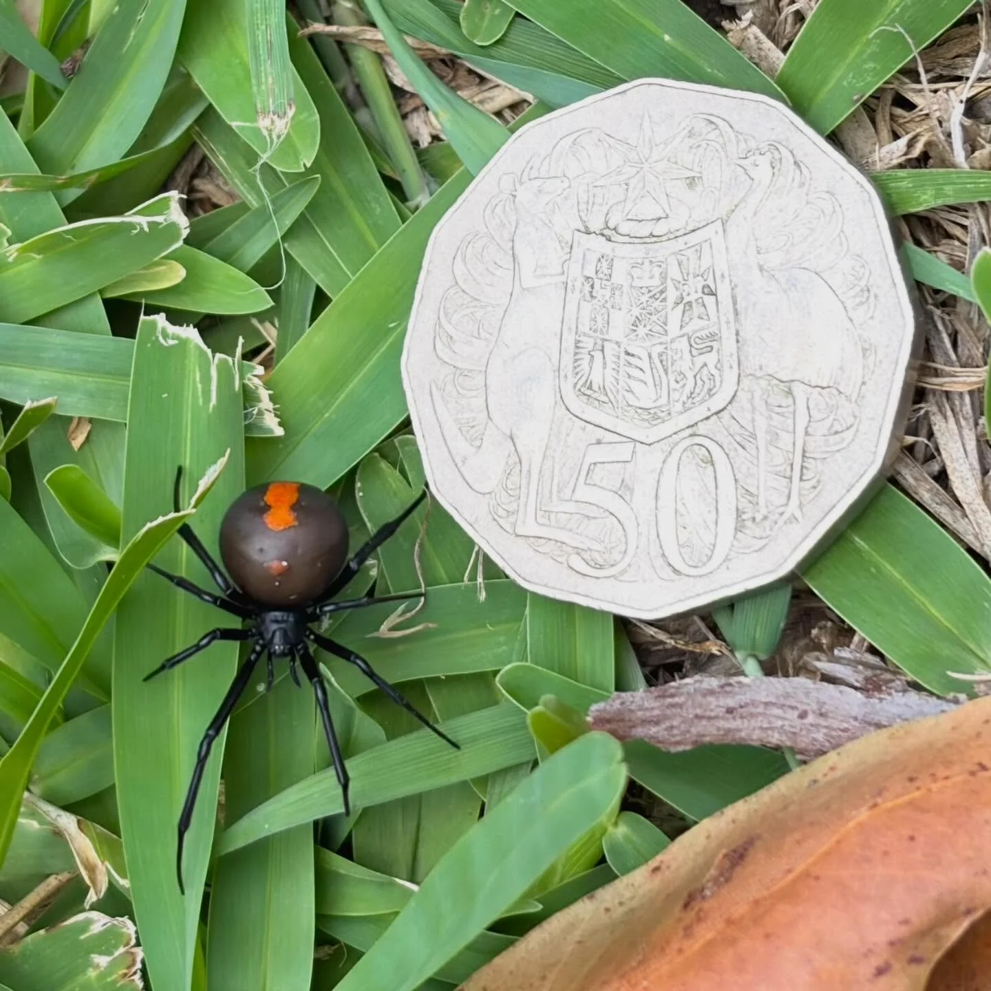 Look at this big girl! 🕷️ Isn&rsquo;t she a stunner 🤩
Ryan spotted a huge female red back spider in our shed this afternoon, so we couldn&rsquo;t resist having a little photoshoot. We made sure to pop a 50c coin near her to show off her gigantic si