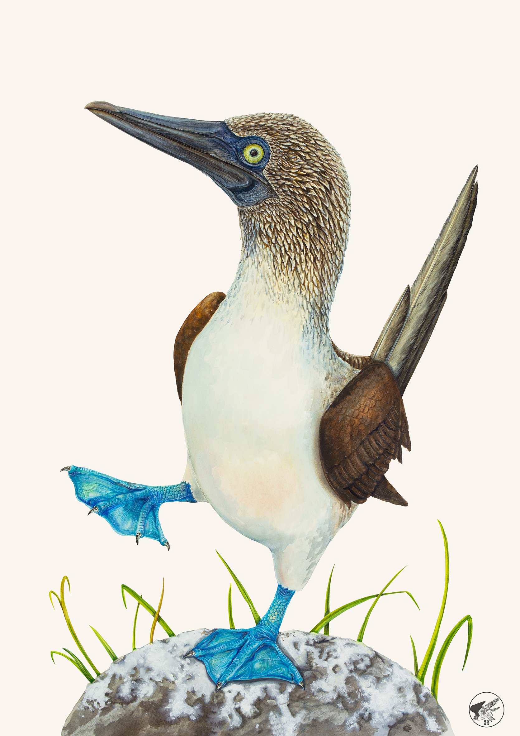 Blue-footed Booby Small.jpg