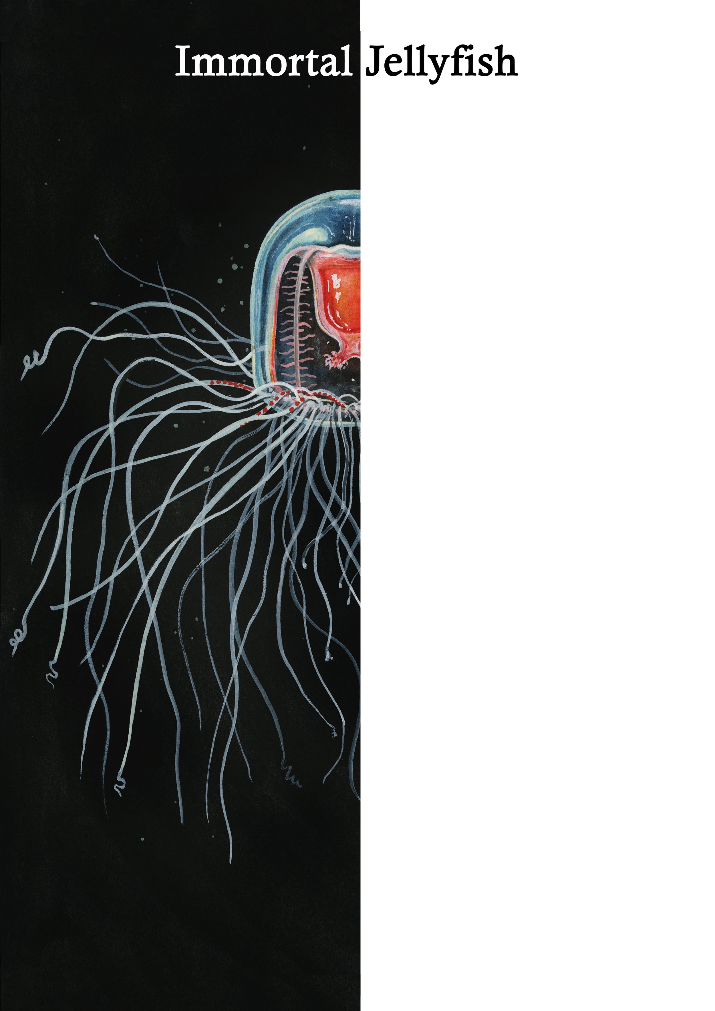 Immortal Jellyfish Mirror.jpg