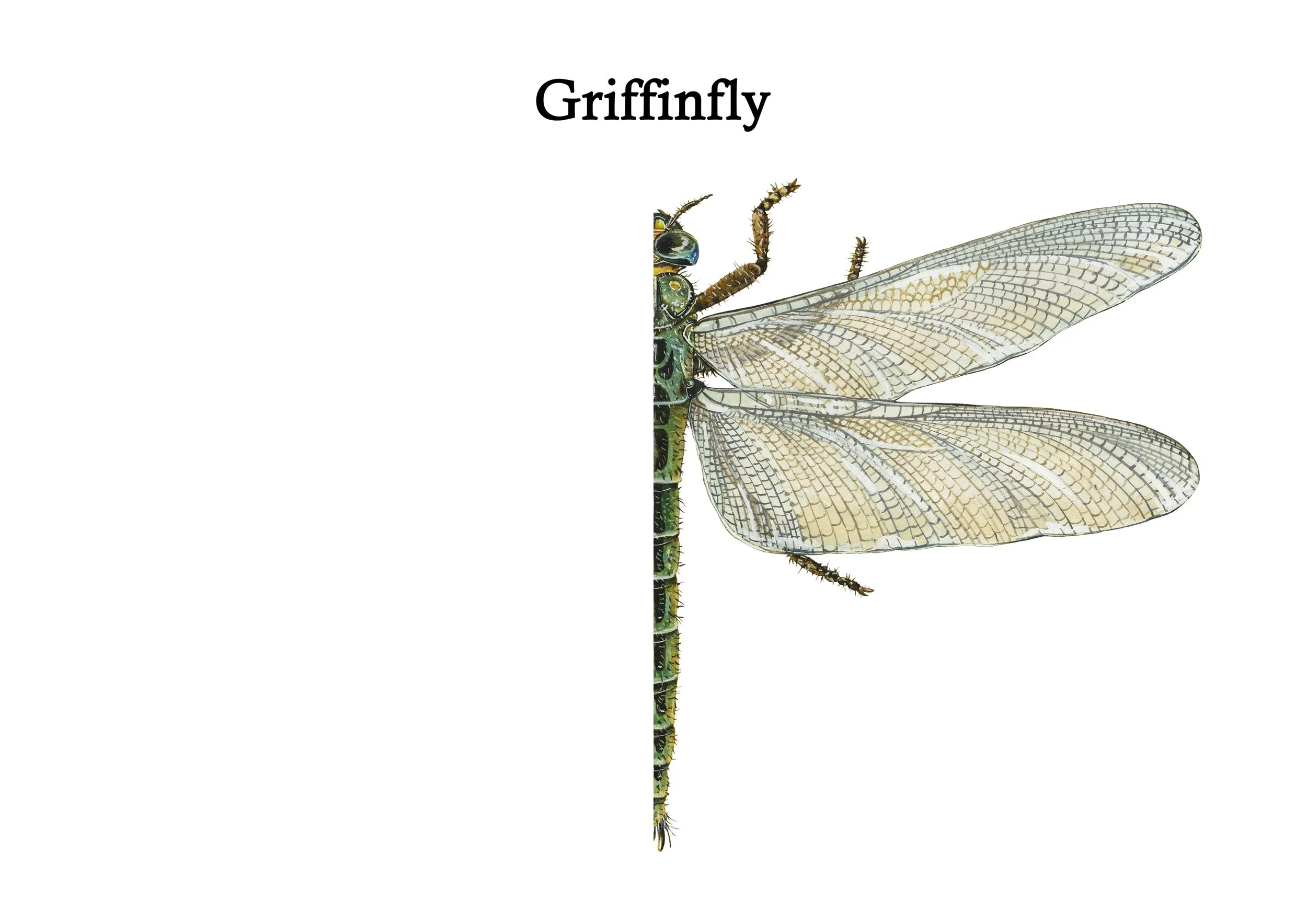 Griffinfly Mirror.jpg