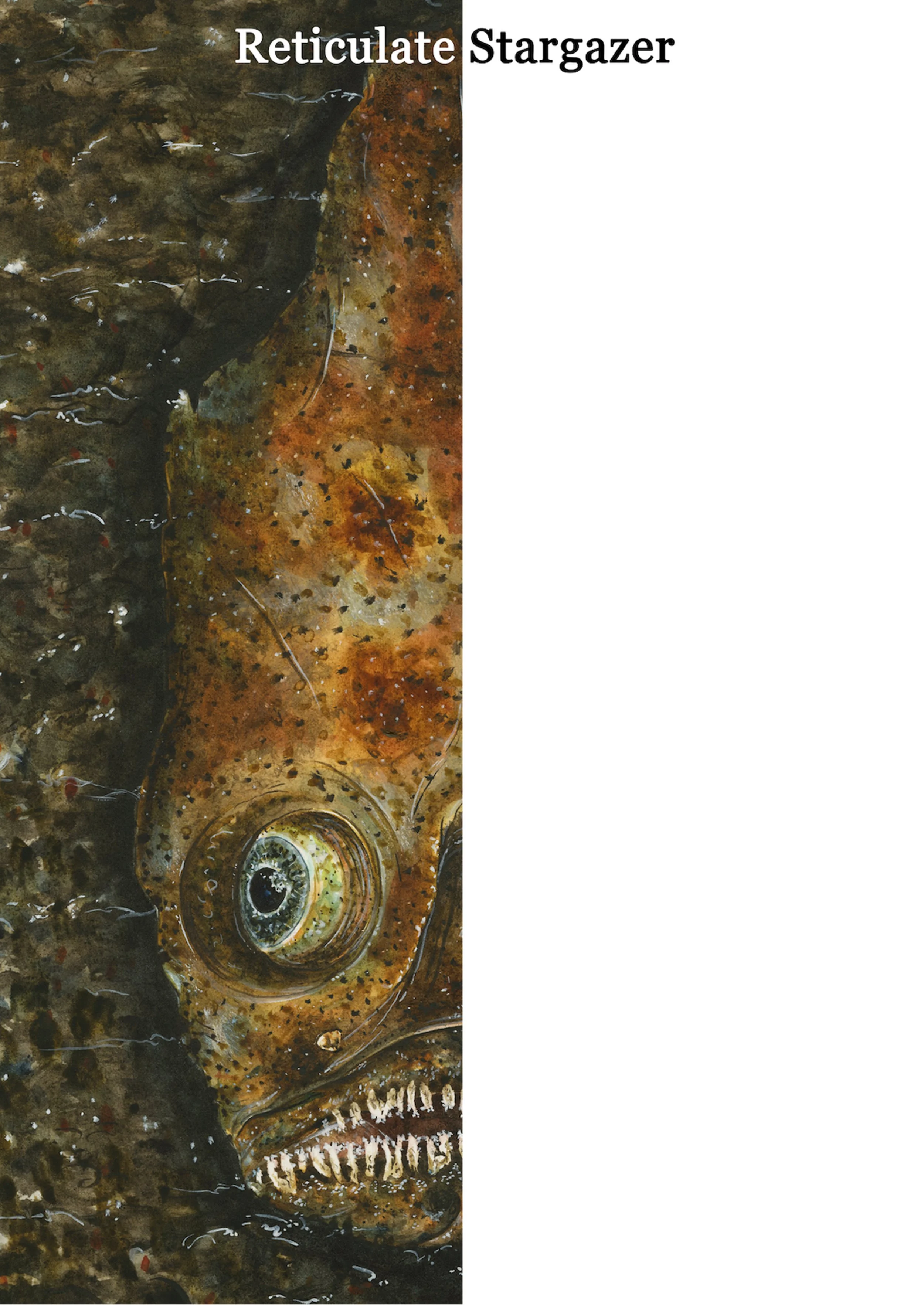 Reticulate Stargazer Mirror.jpg