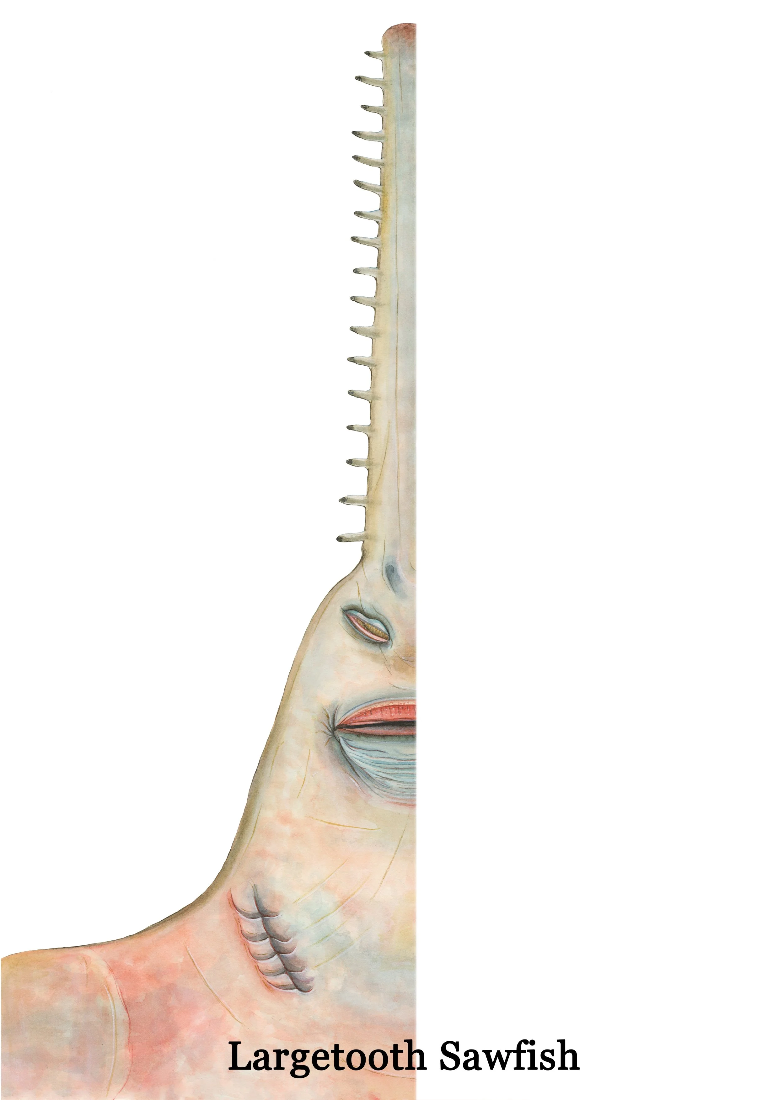 Largetooth Sawfish Mirror.jpg