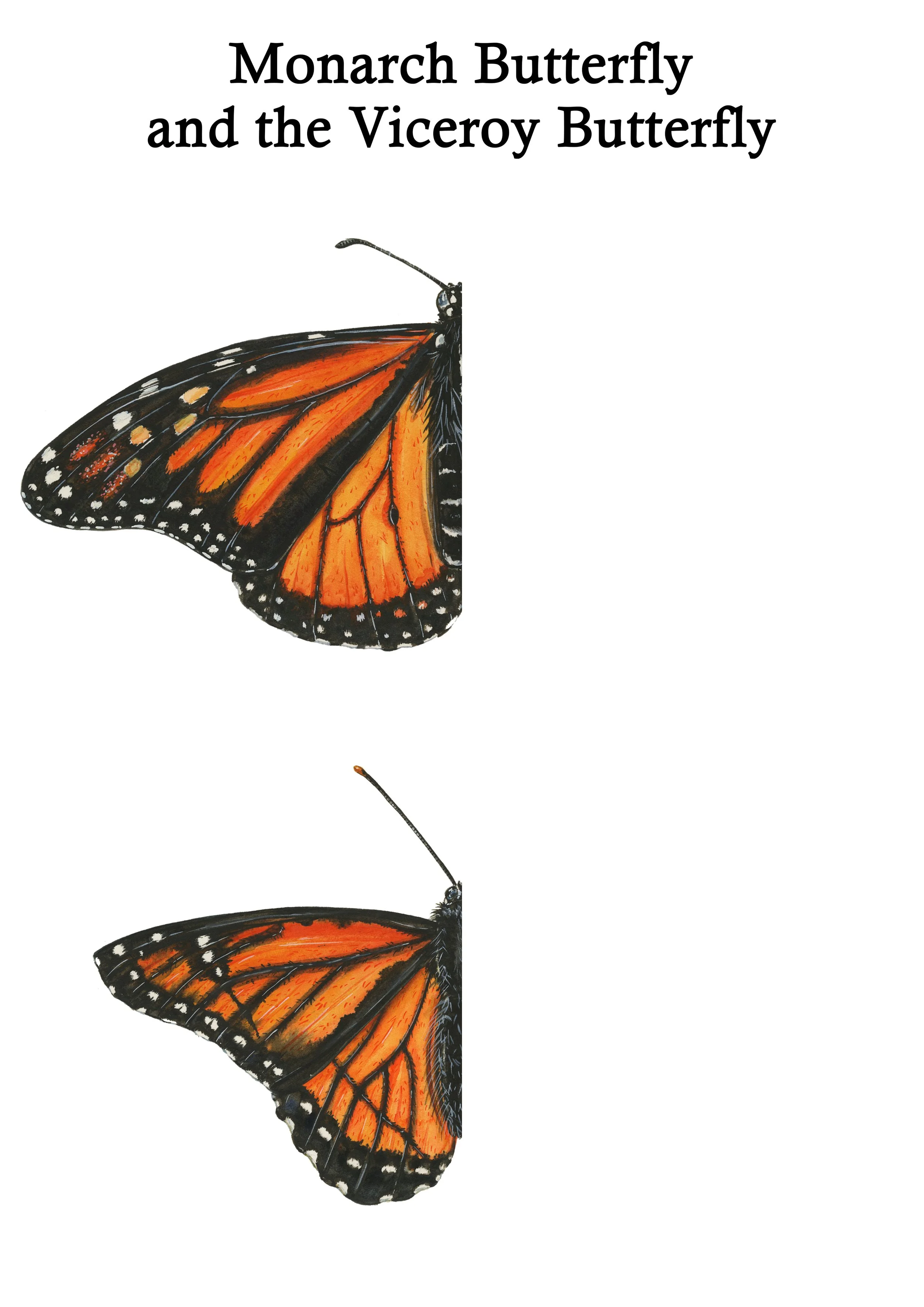 Monarch Butterfly and the Viceroy Butterfly Mirror.jpg