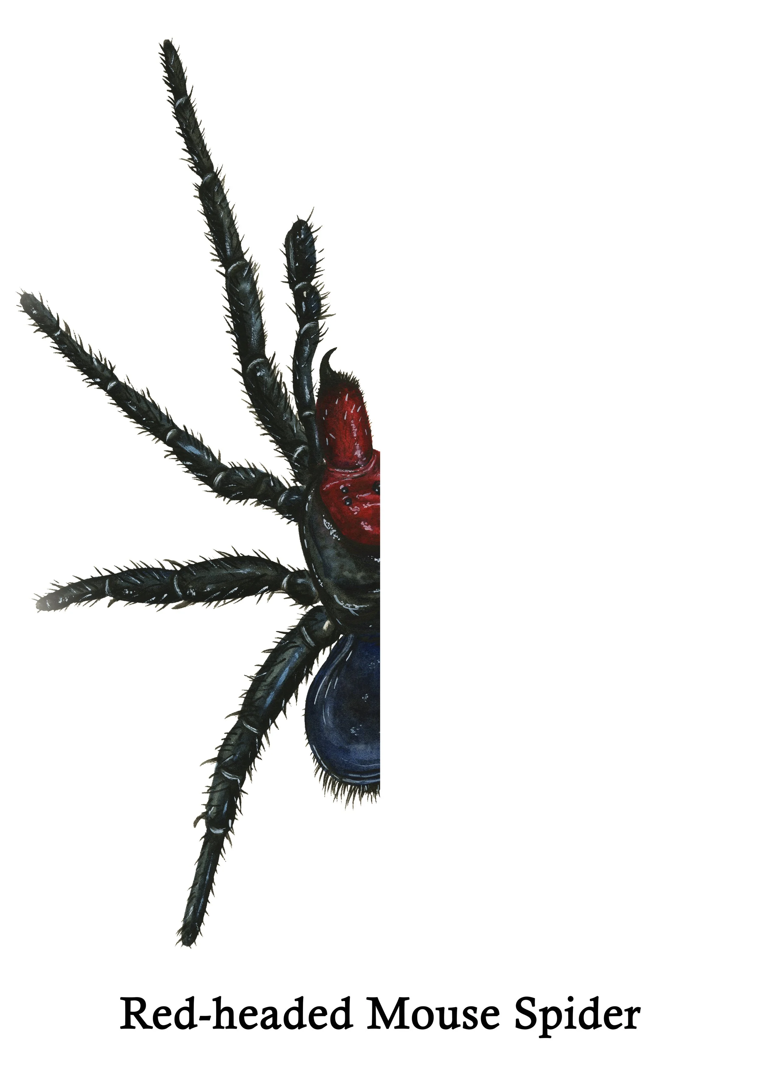 Red-headed Mouse Spider Mirror.jpg