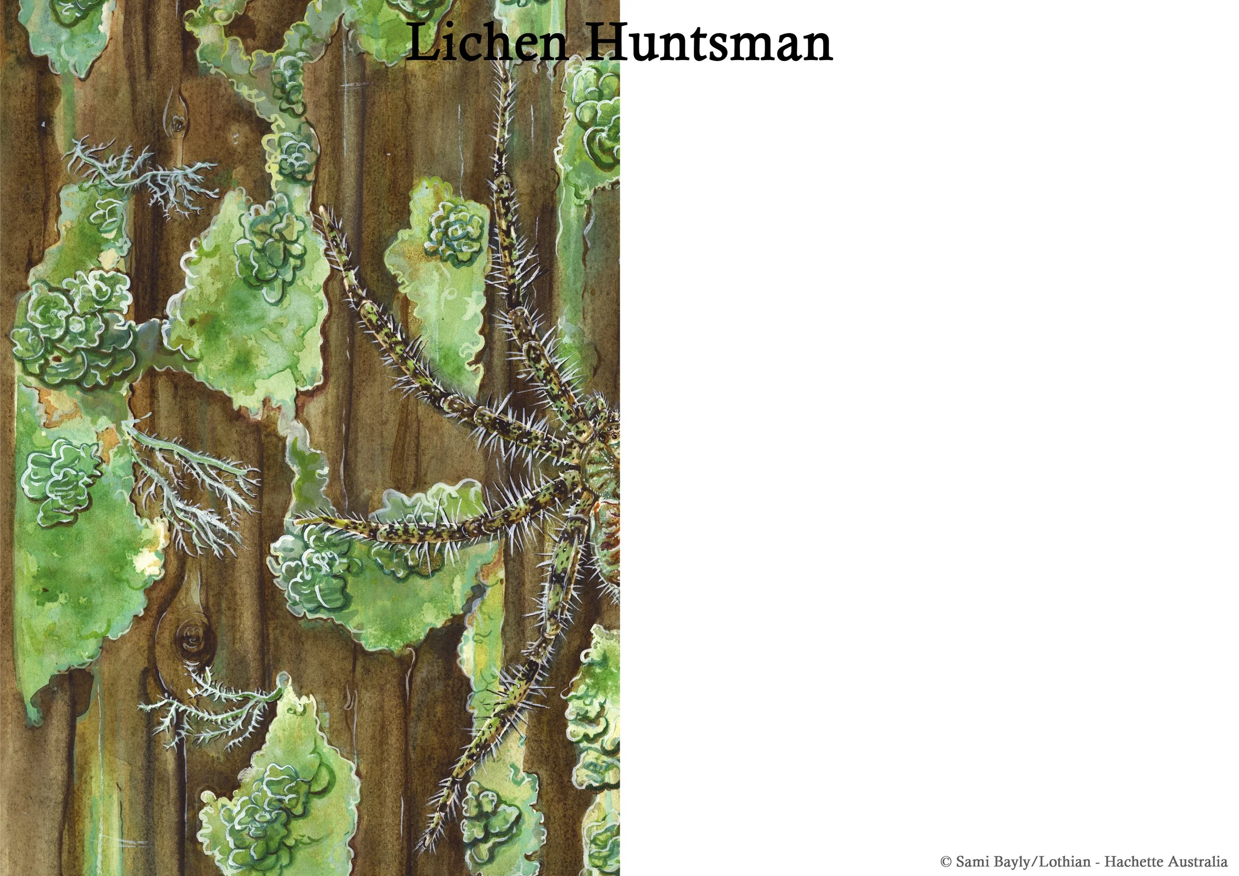 Lichen Huntsman Mirror Image.jpg