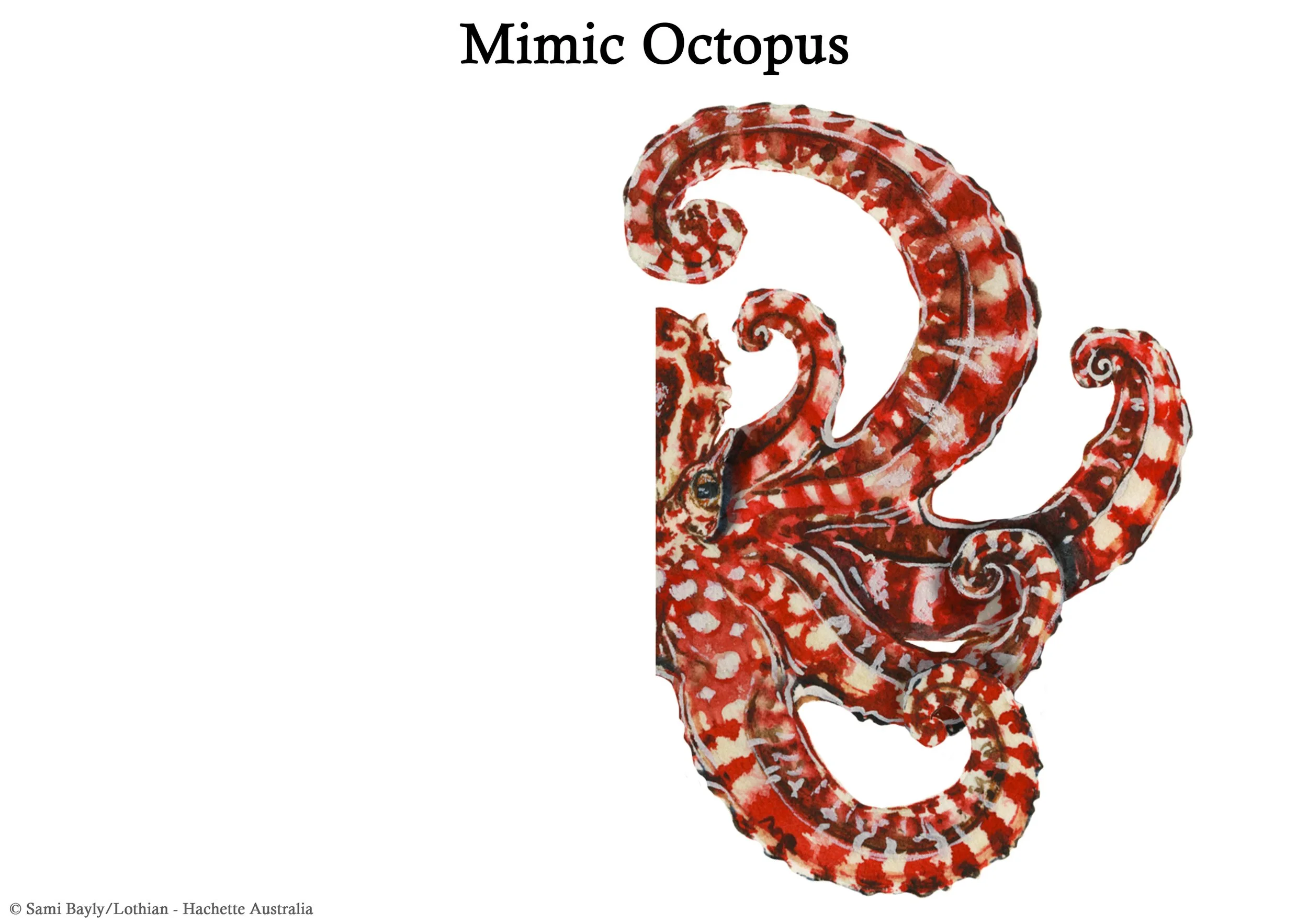 Mimic Octopus Mirror Image.jpg